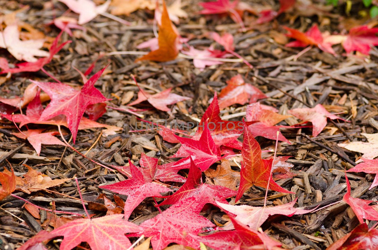 Red platanus leaves on forest floor on a rainy day in autumn, fall