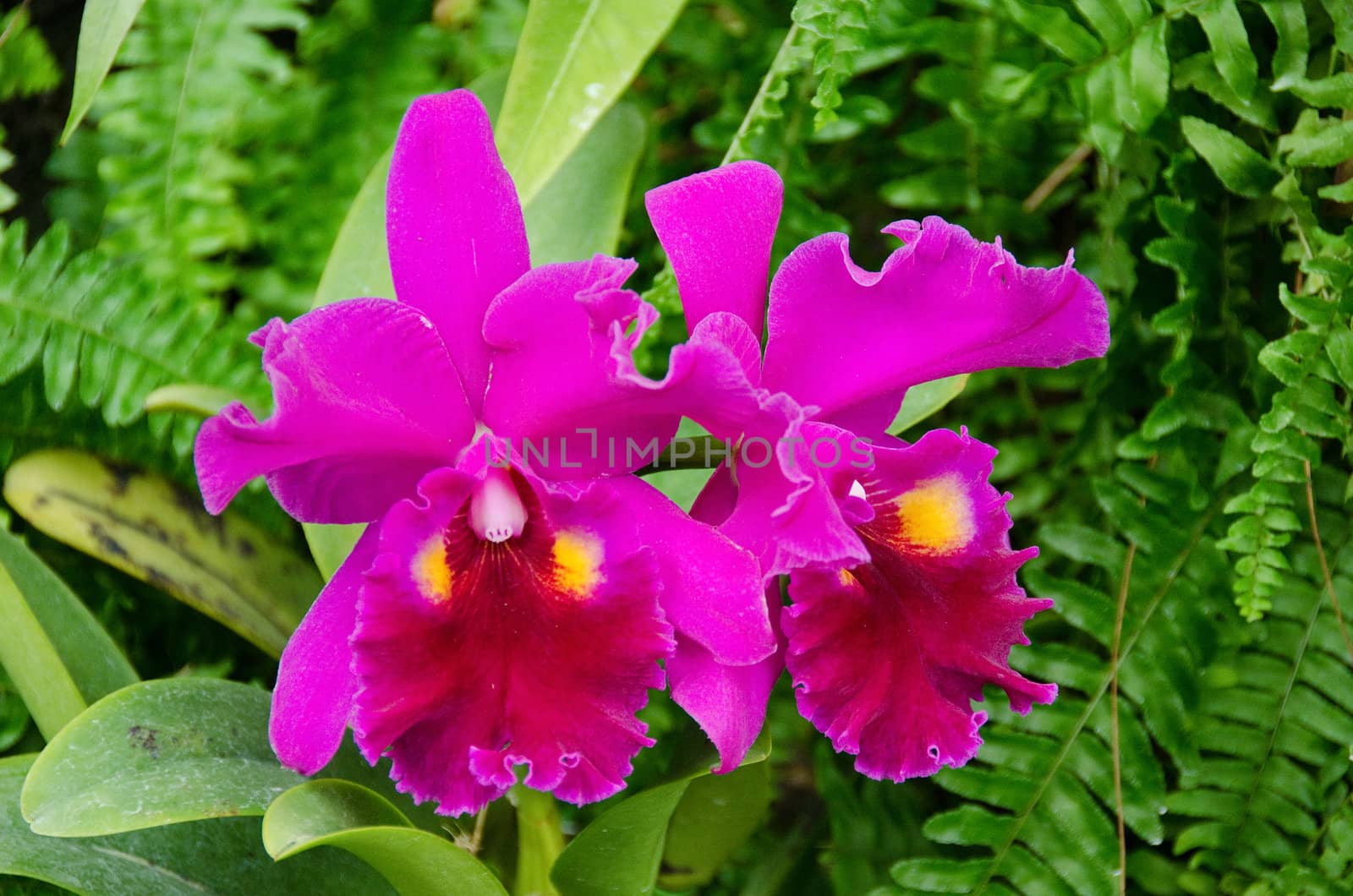 Purple orchid flowers in front of a green leafy background