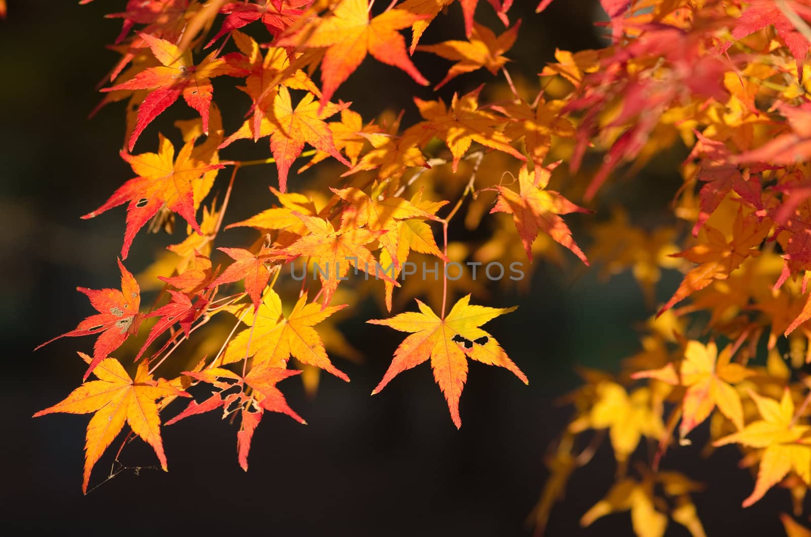 Red leaves of the japanese maple in autumn, foliage