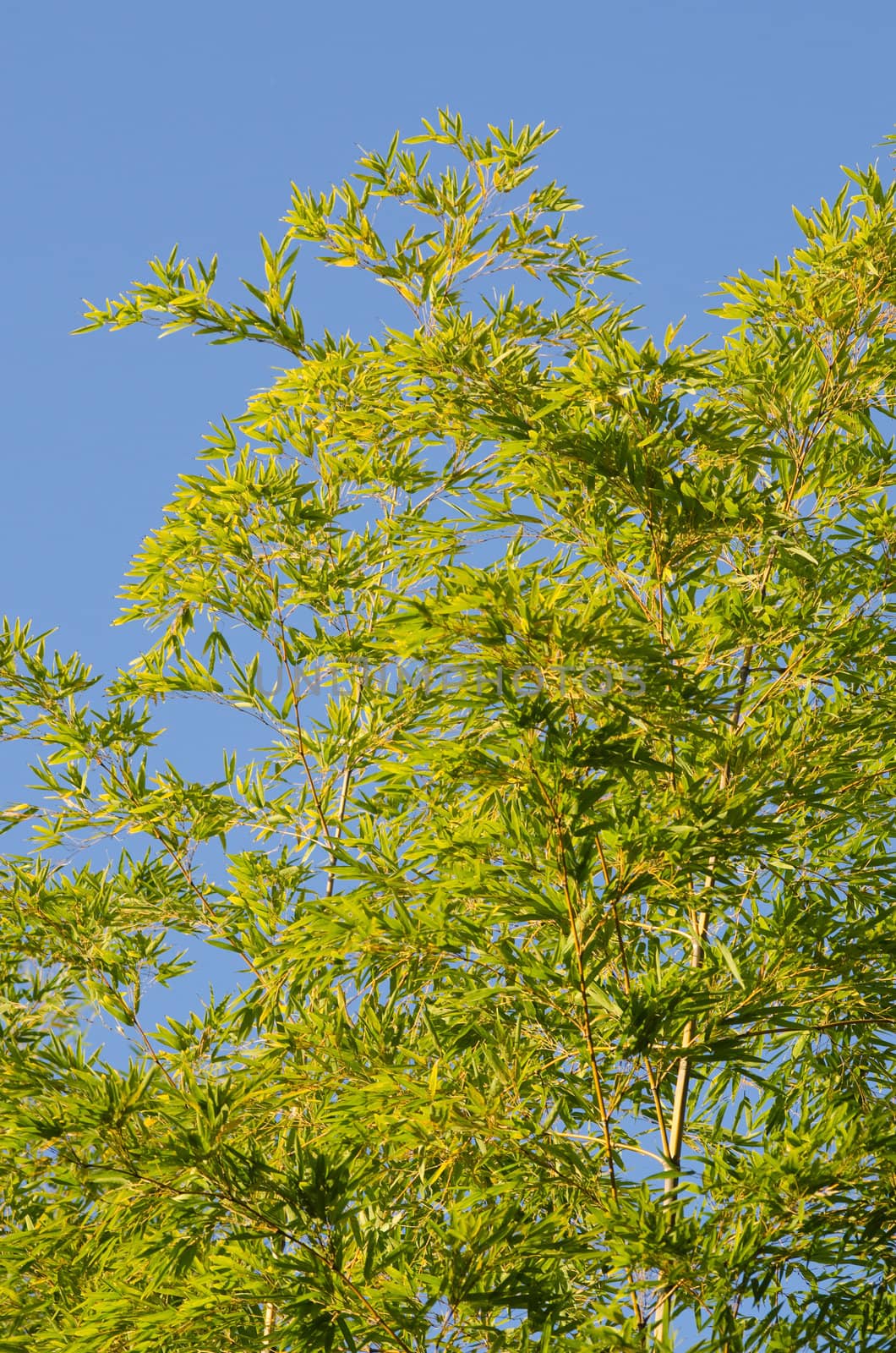 Background of a green japanese bamboo tree seen from below