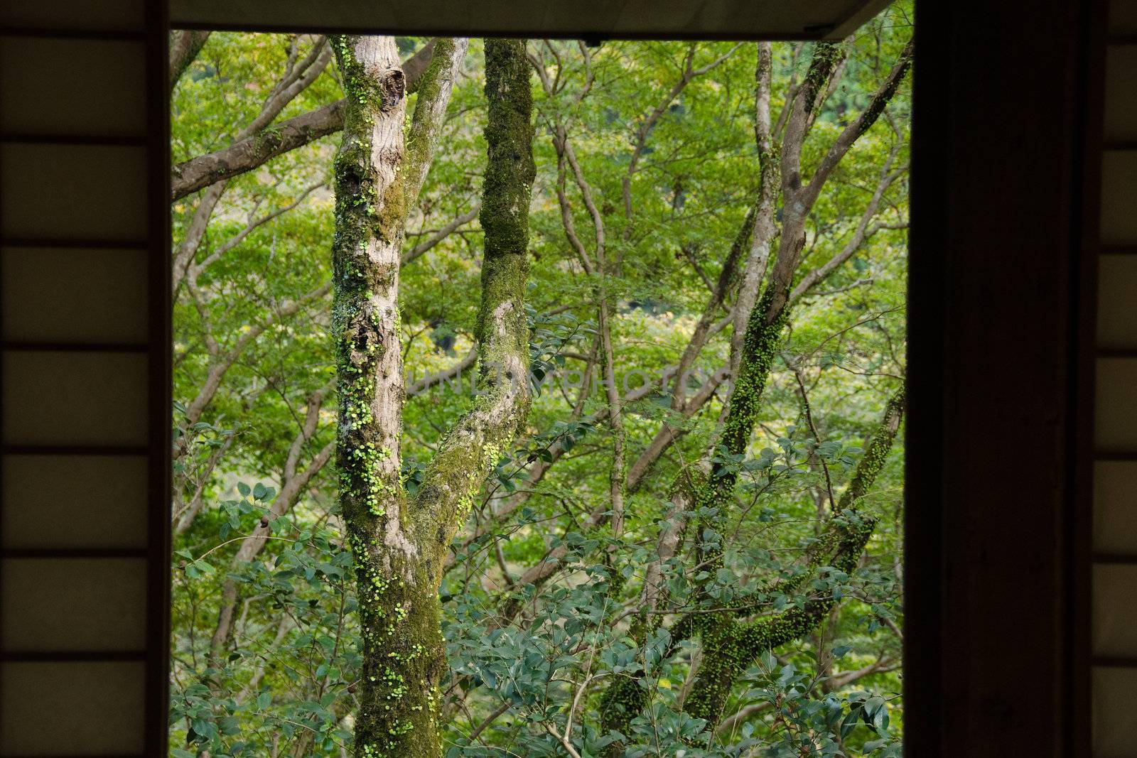 Japanese forest seen from the inside of a house