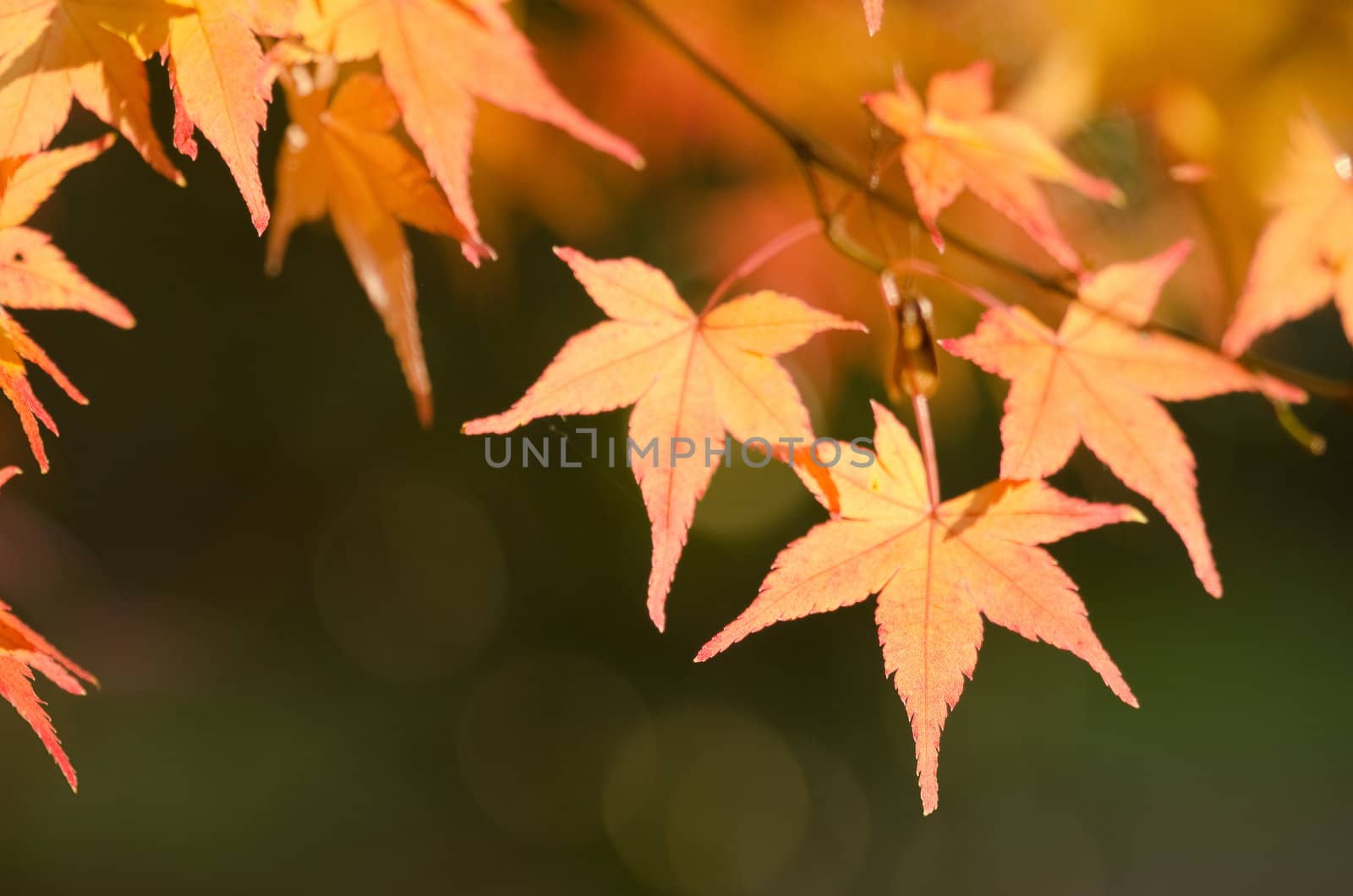 Red leaves of the japanese maple in autumn, foliage