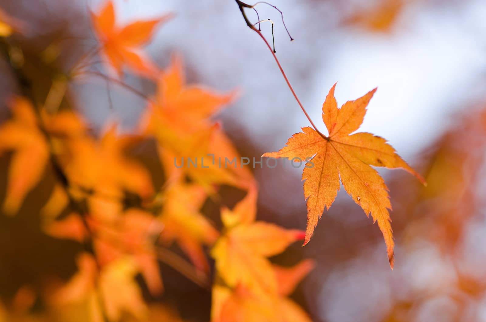 Red leaves of the japanese maple in autumn, foliage