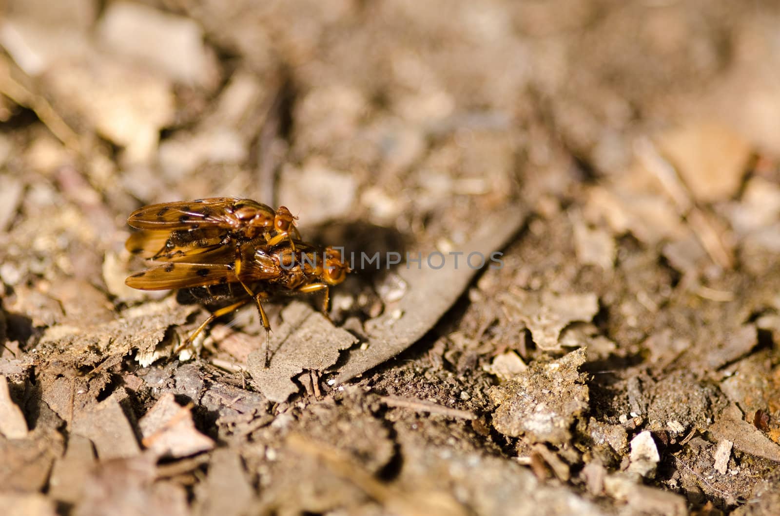 Two flies mating by Arrxxx