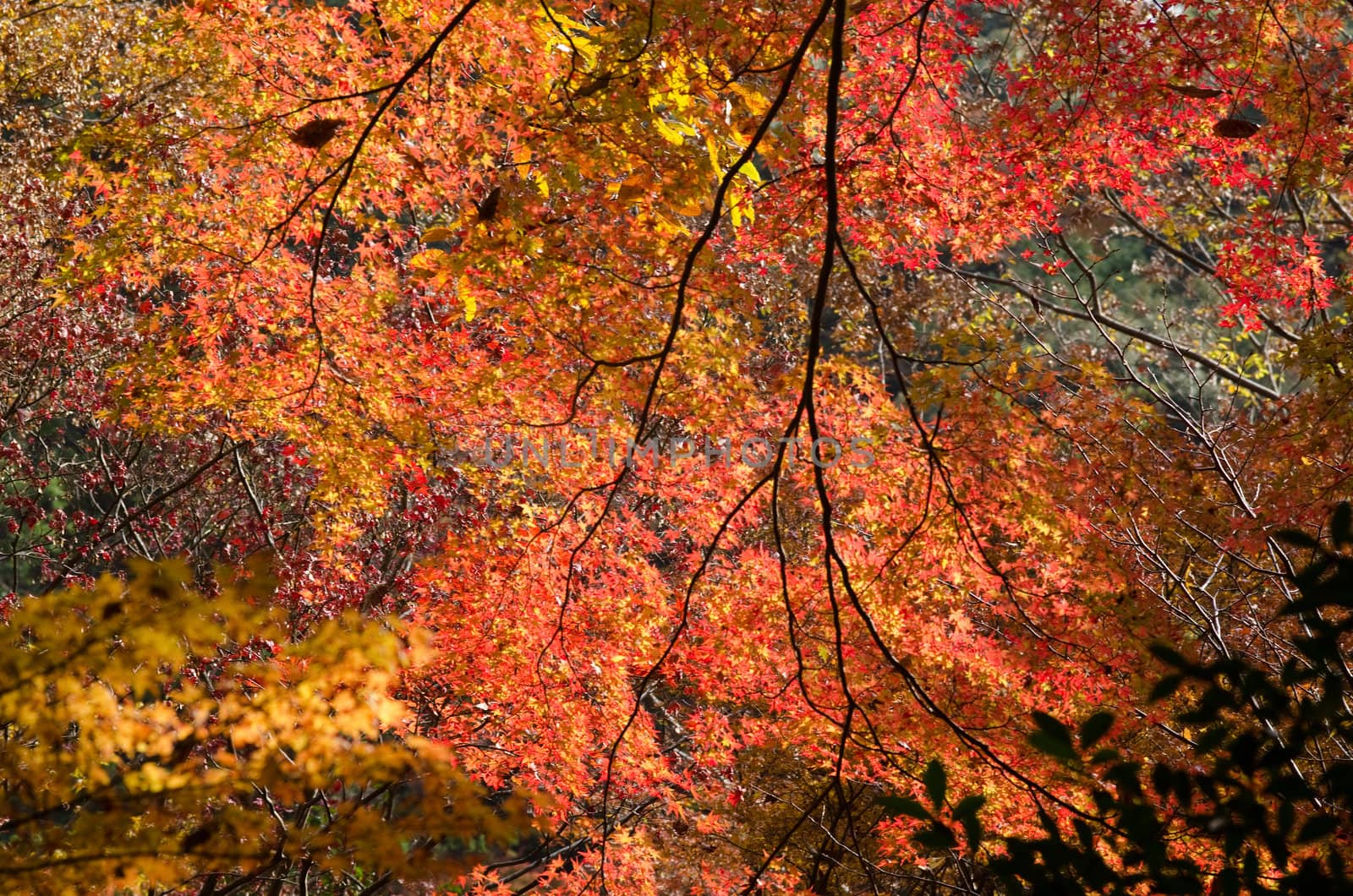 Red leaves of the japanese maple in a forest in autumn, foliage