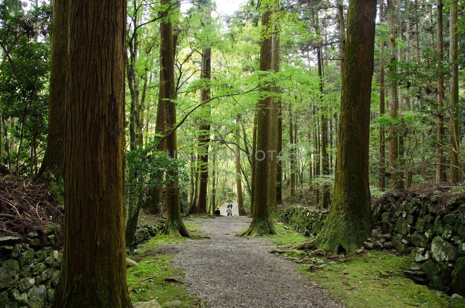 Path in a japanese forest by Arrxxx