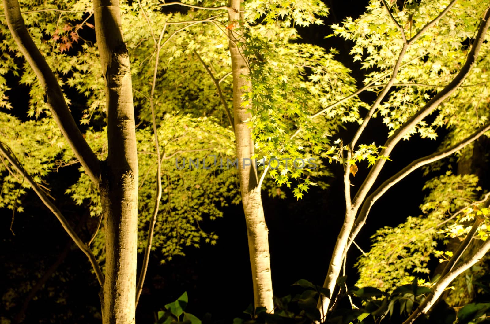 Maple tree in artificial light by Arrxxx