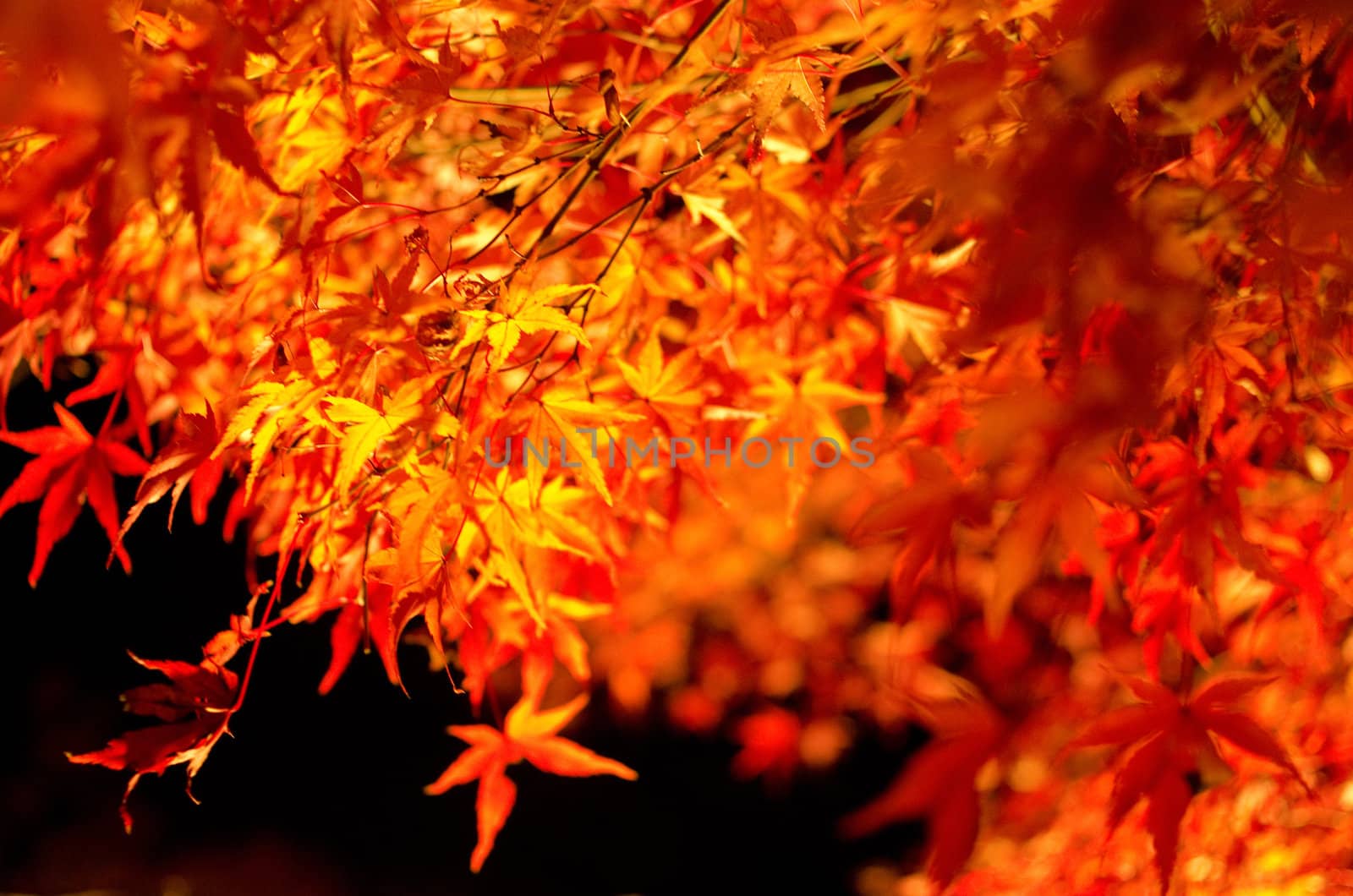 Red leaves of the japanese maple in autumn in artificial light, foliage