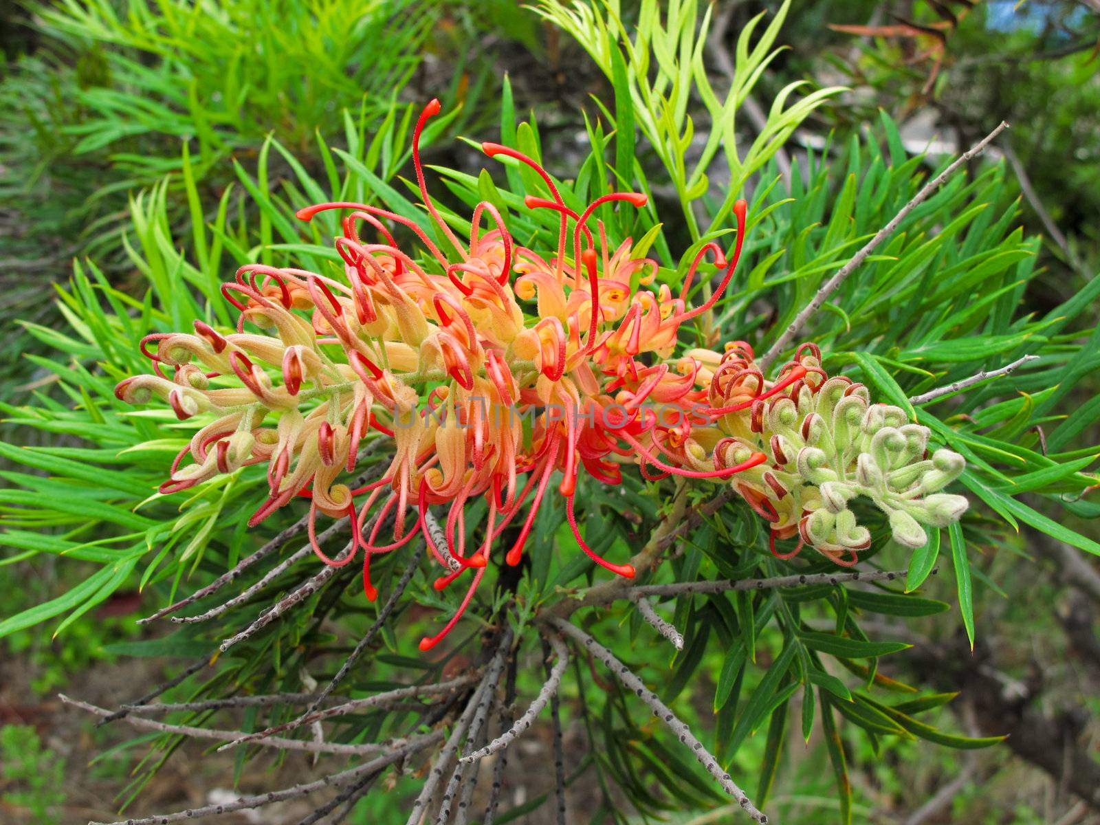 Red flower of the Grevillea plant native to Australia