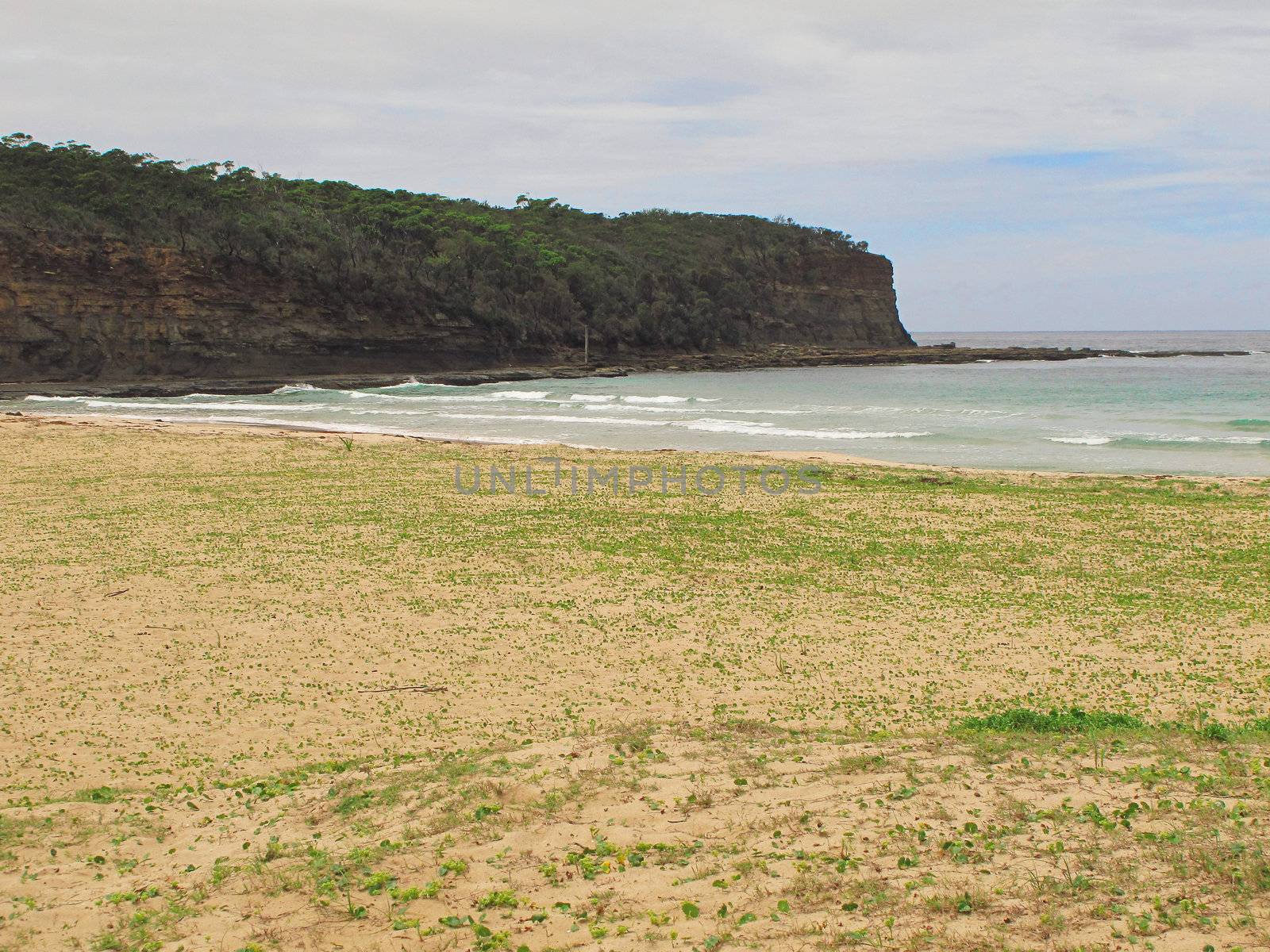 natural beach in australia with vegetation on the sand and trees in the background