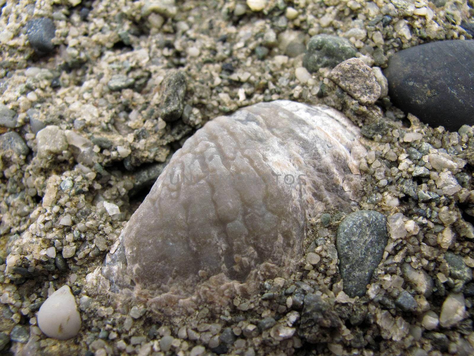 fossil devonian brachiopod in stone, fossil shell