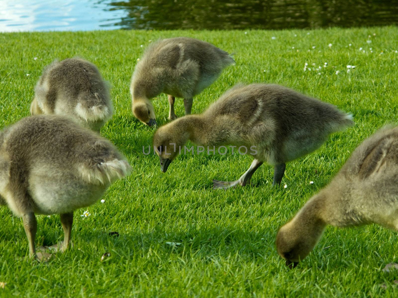 Chicks of greylag goose, anser anser, eating grass