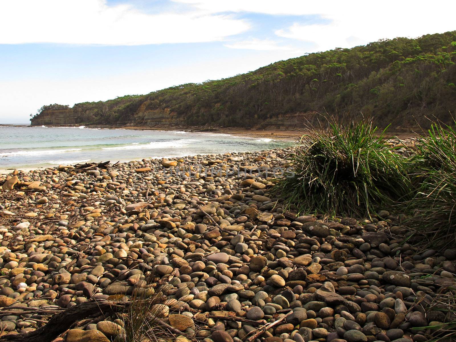 Wild shore in australia with stony beach, plants and trees