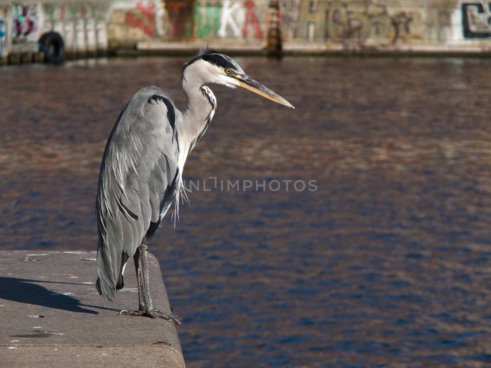 Grey Heron, Ardea cinerea in Harbor by Arrxxx