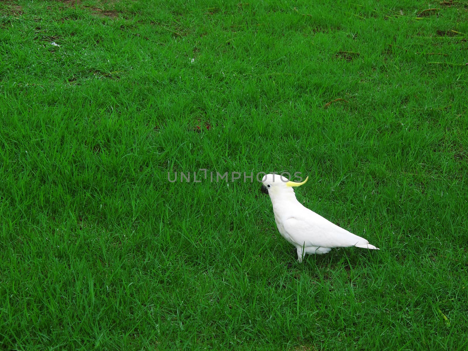 Sulphur-crested Cockatoo on green grass Cacatua galerita