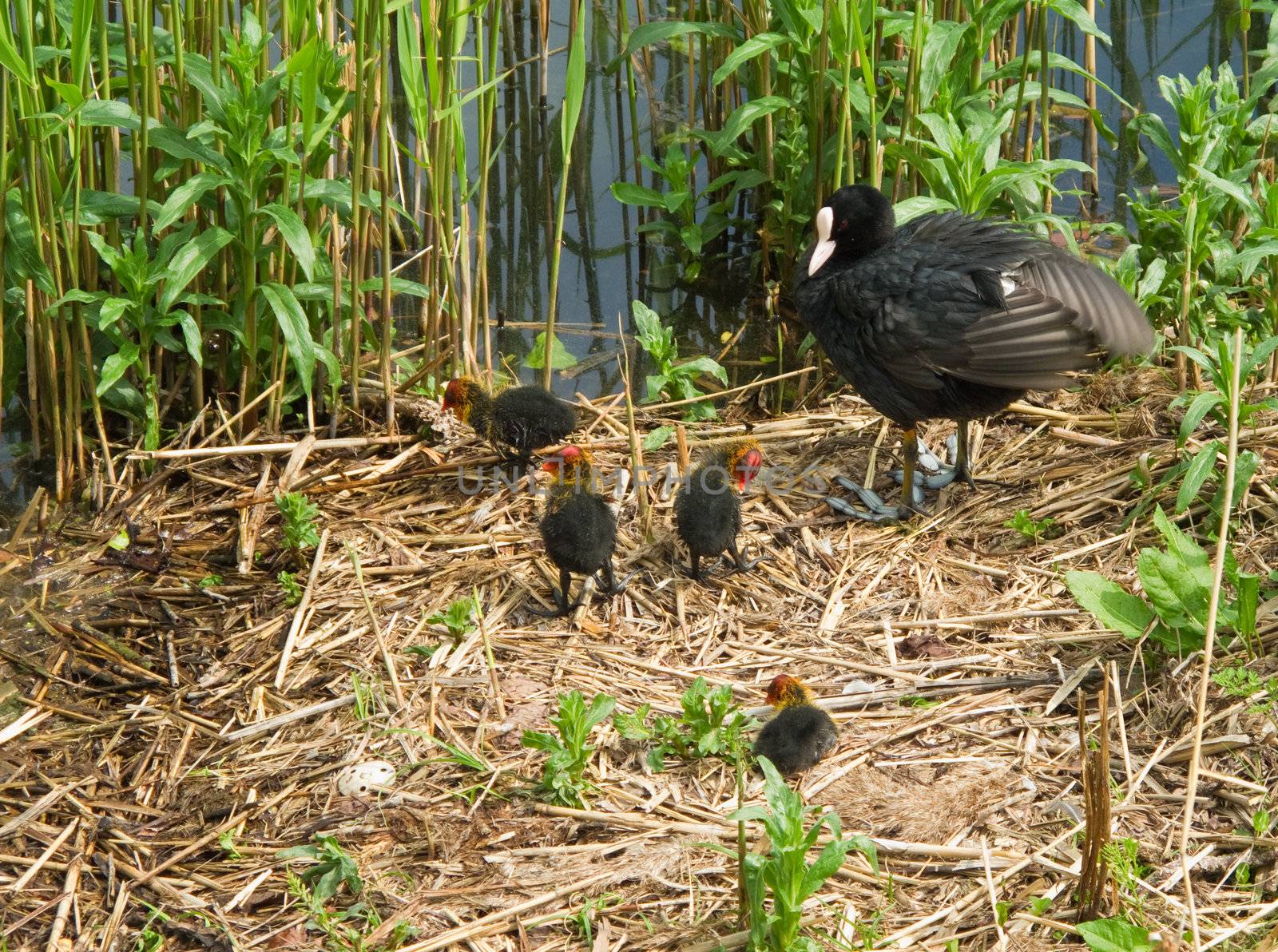 Eurasian coot, Fulica atra witch chicks at a lake