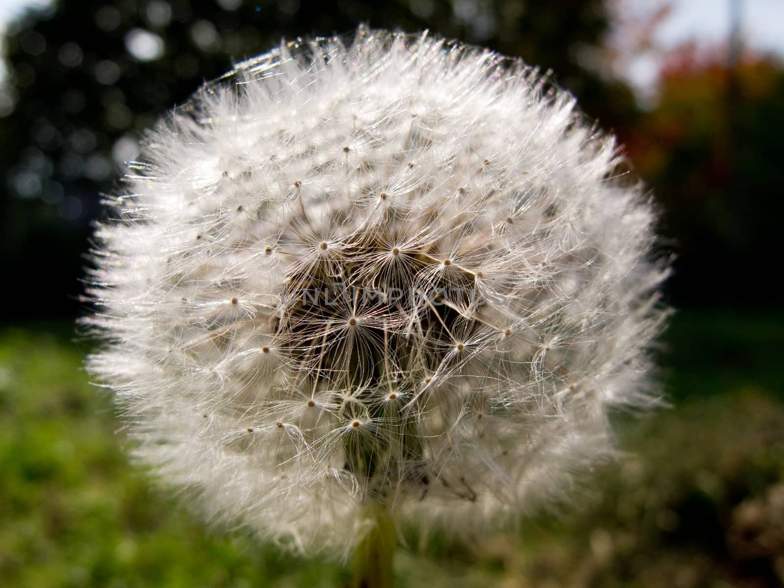 Dandelion clock in backlight, taraxacum officinale 