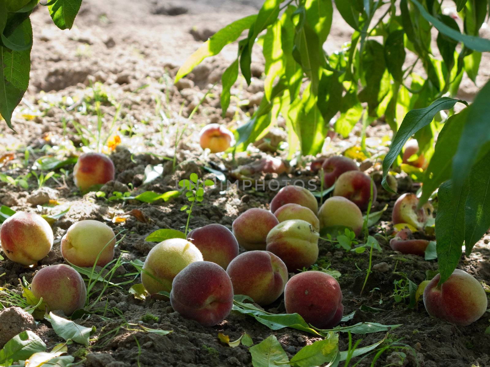 Ripe peaches in the shadow under a tree