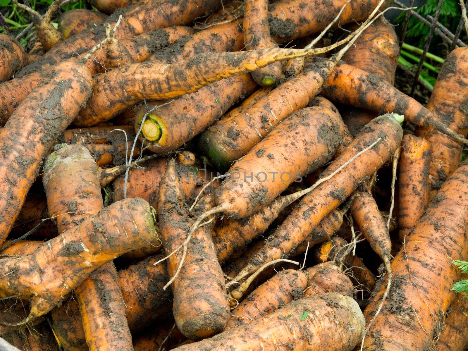 Fresh harvested carrots with soil 