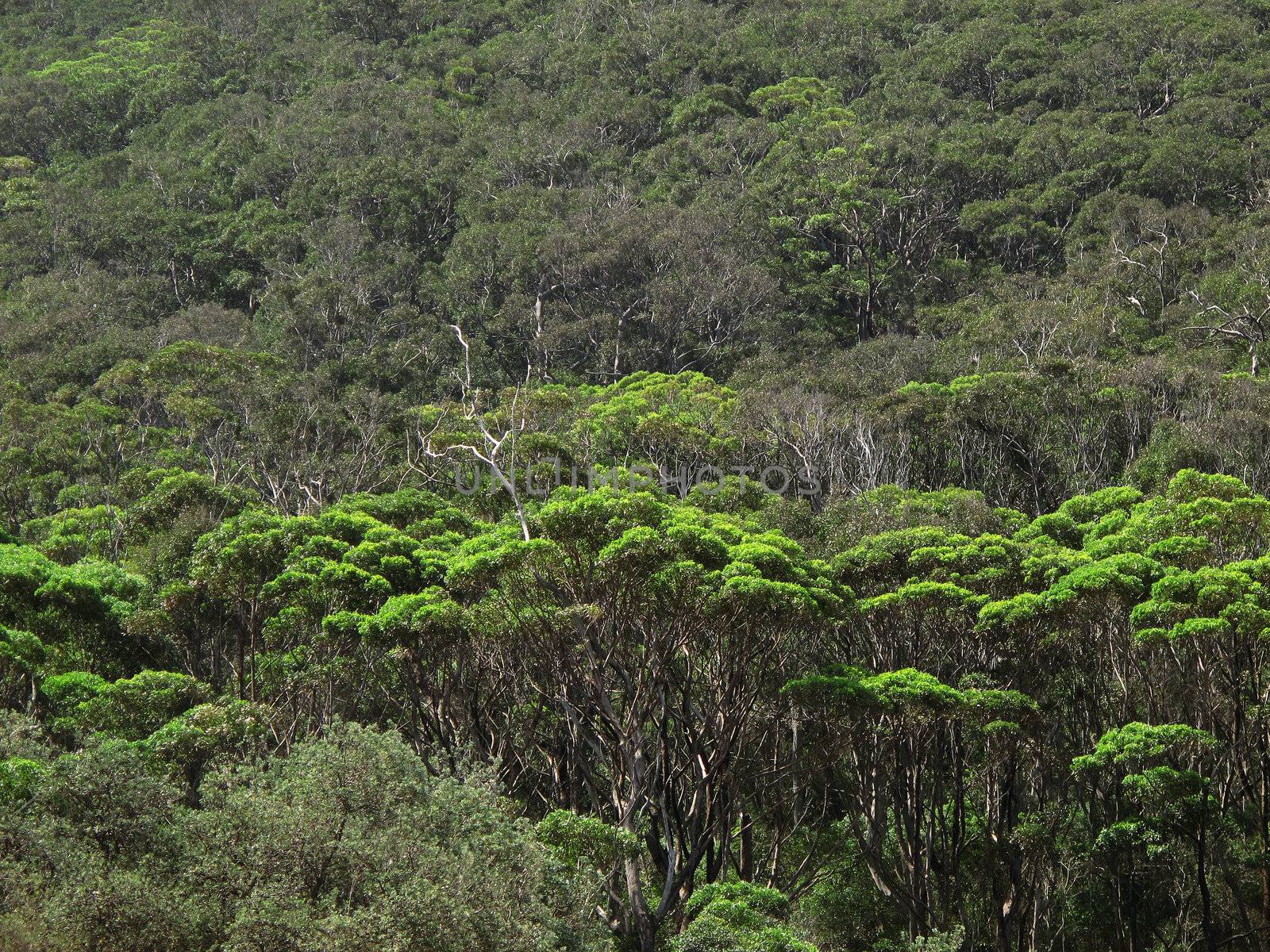 Coastal eucalyptus forest with bright green trees in front of dark green trees australia