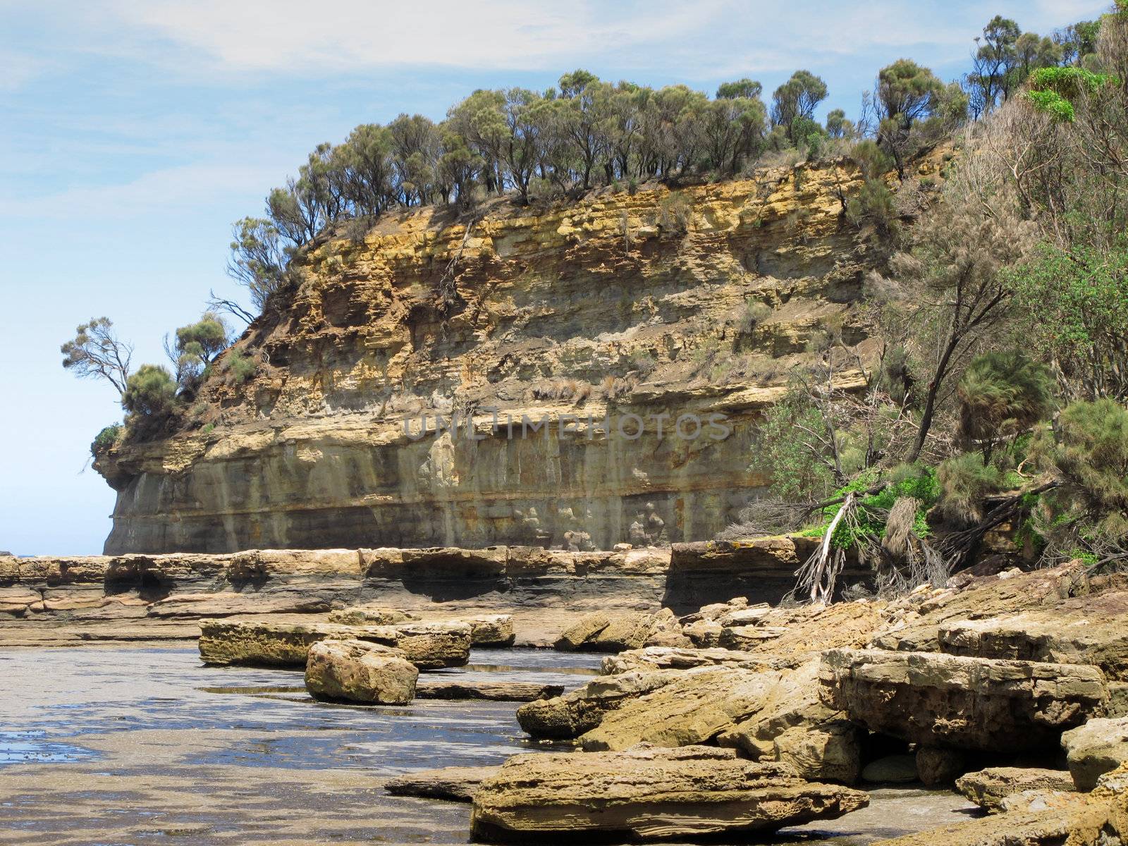 cliff with trees and shore platform in australia, devonian stones, wild shore