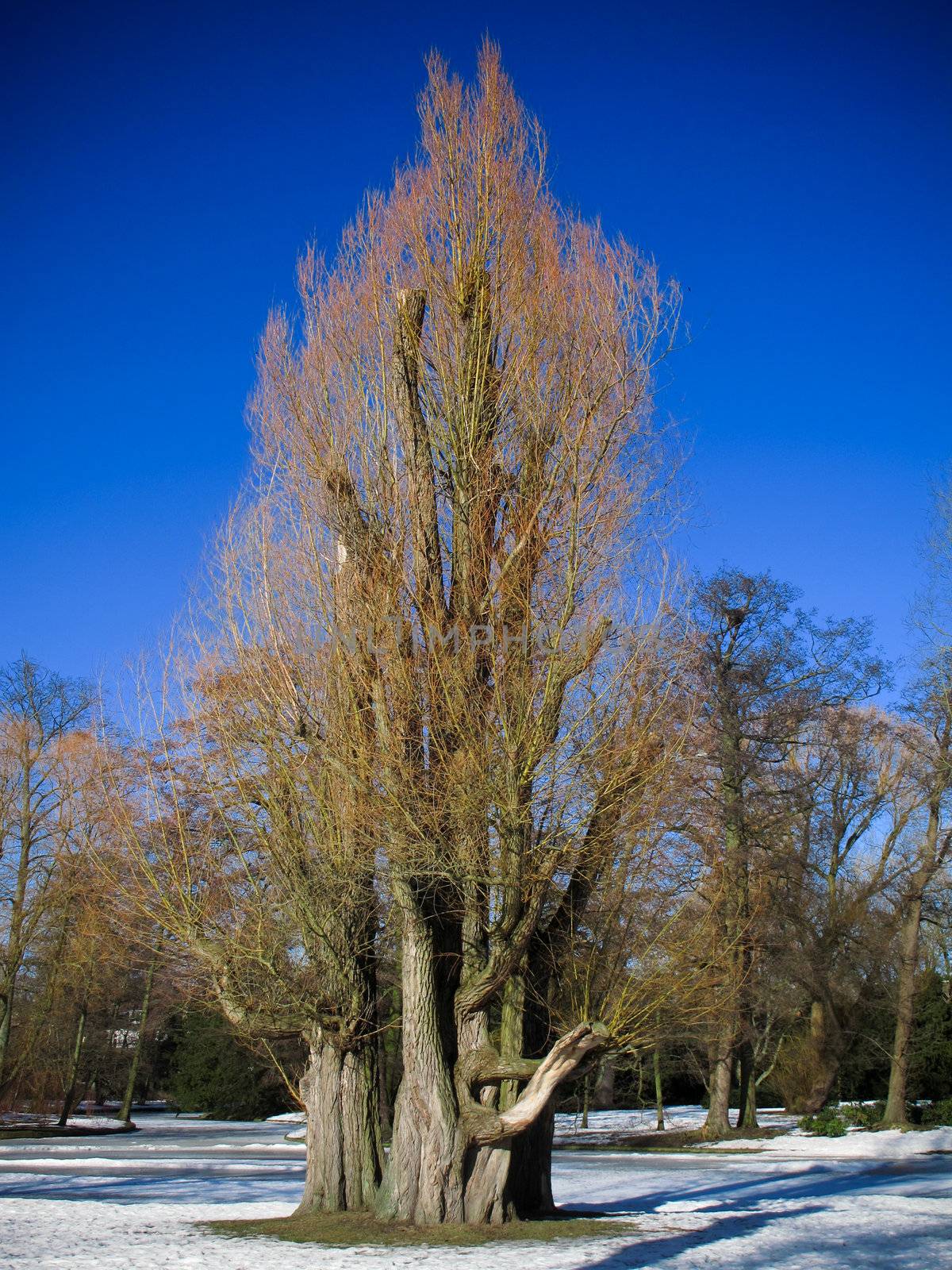 salix tree, willow, sallow, osier in a park in frederiksberg, denmark in sun light in winter