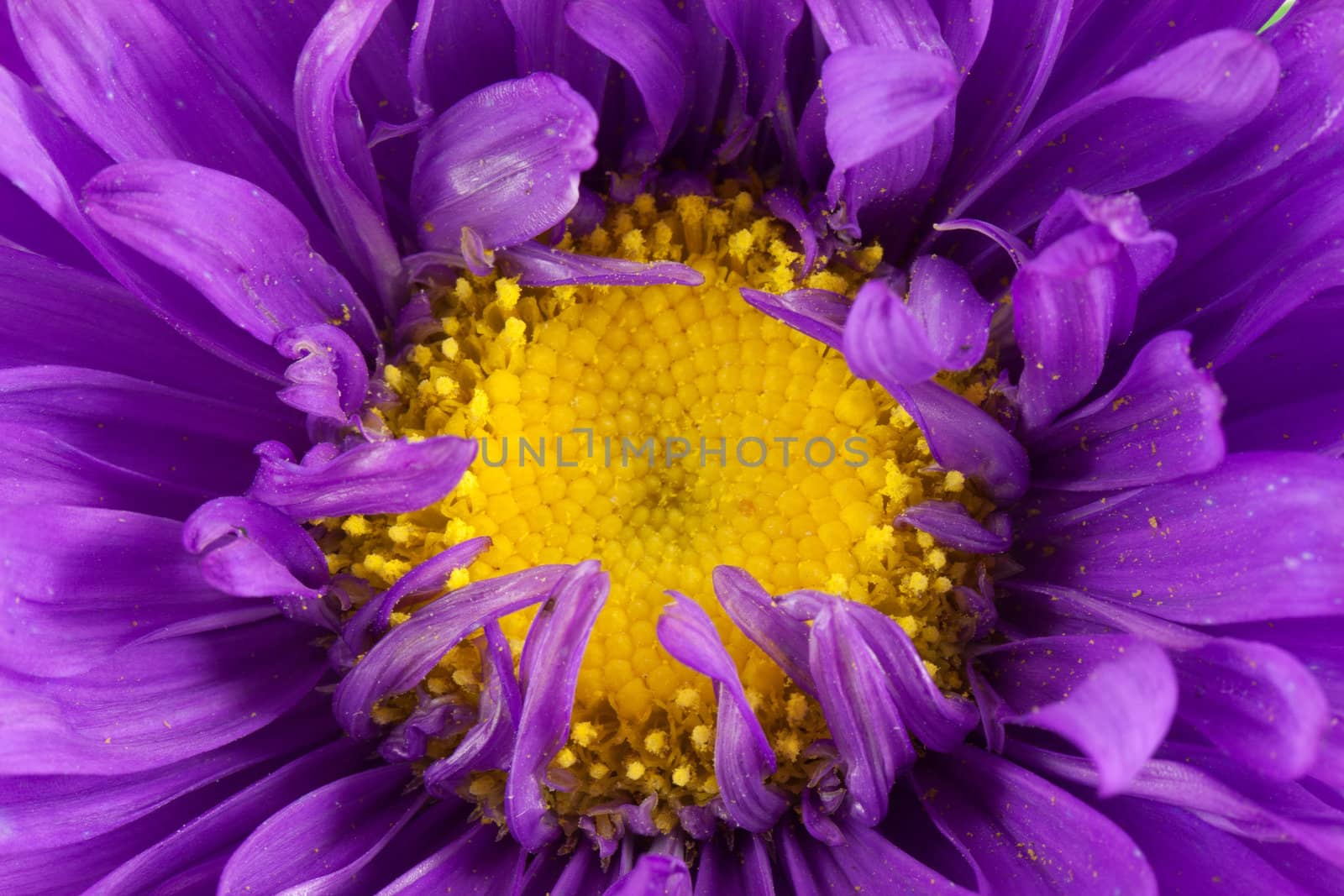 Violet flower isolated on white