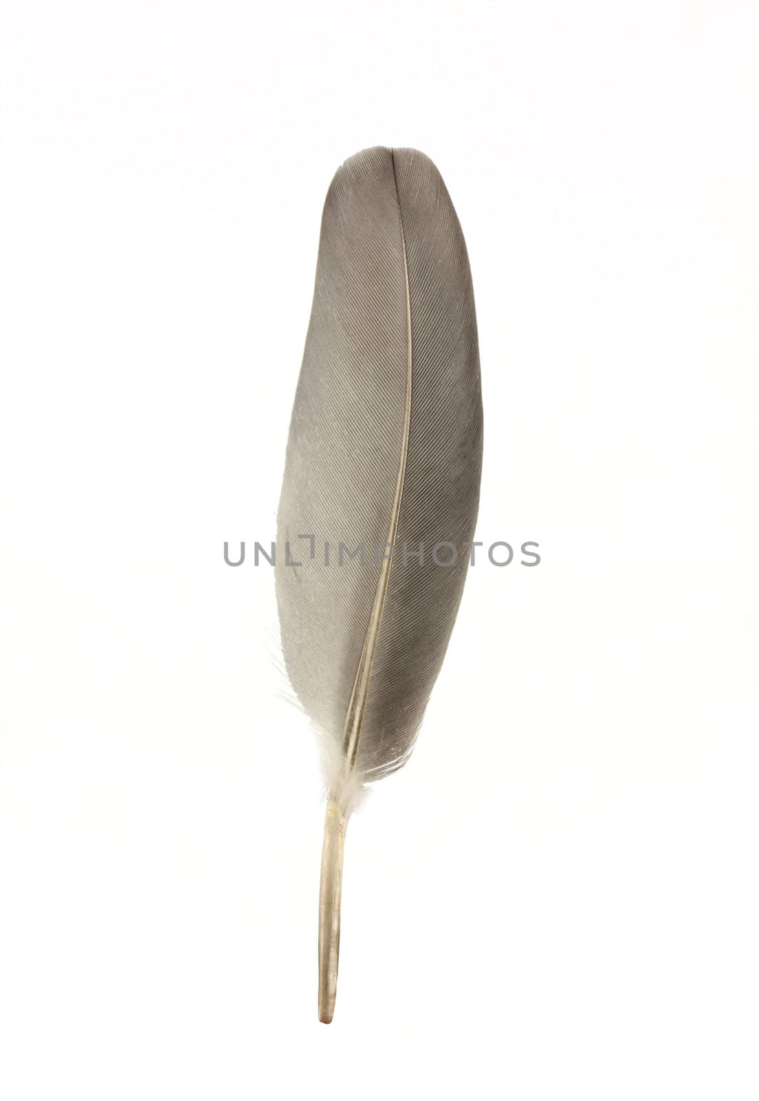 Dove feather isolated on white