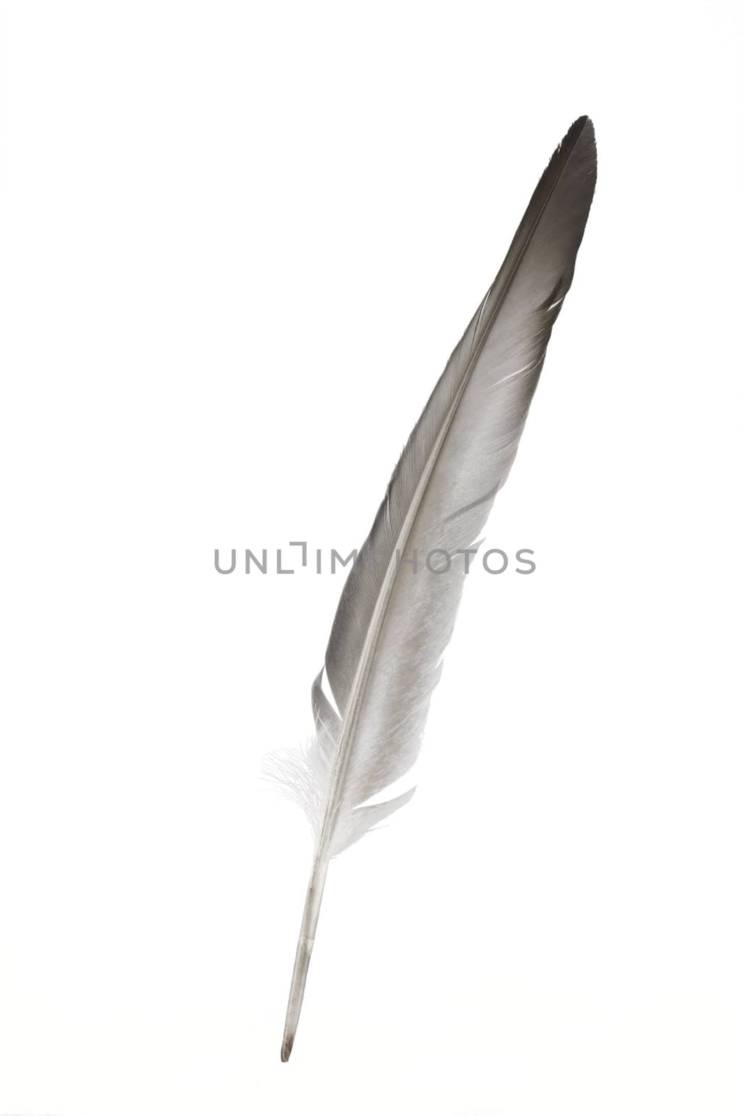 Dove feather isolated on white