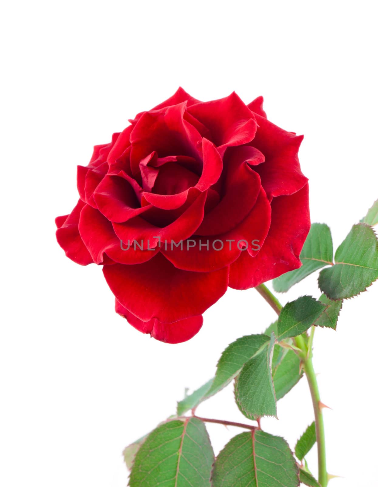 Red rose isolated on white background