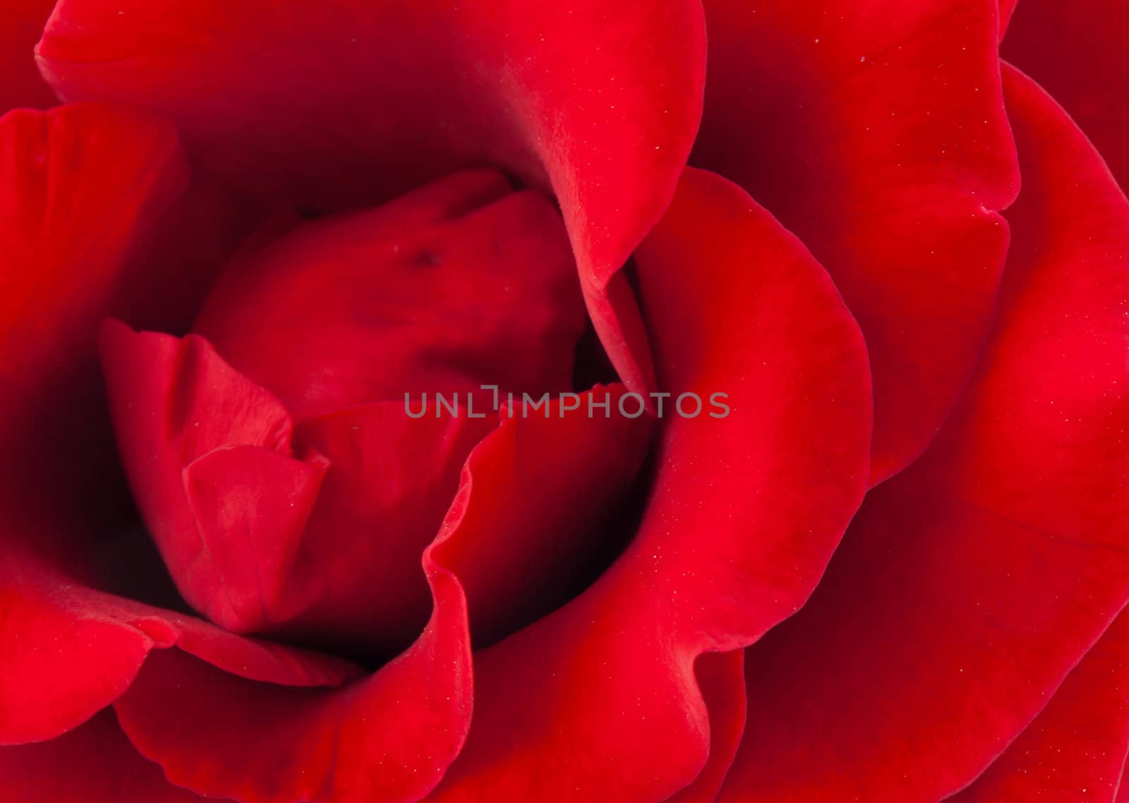 Macro shot of red rose