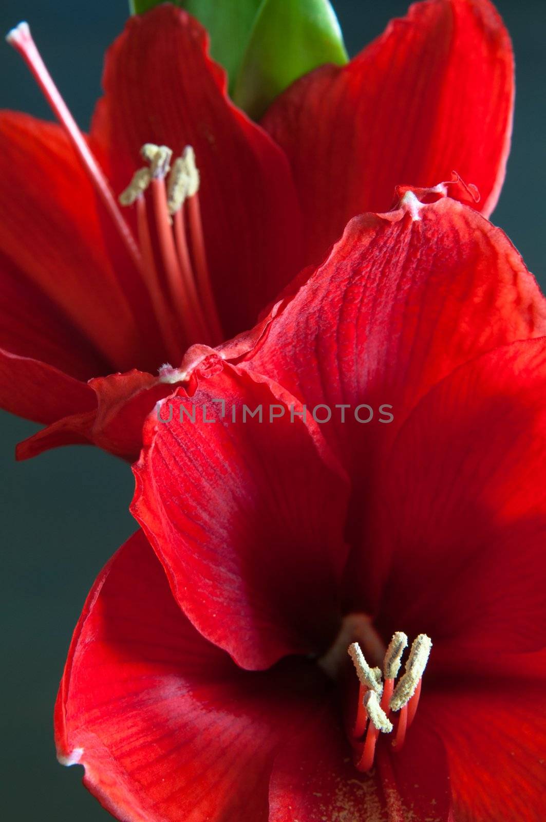 Close up of a red amaryllis on dark background