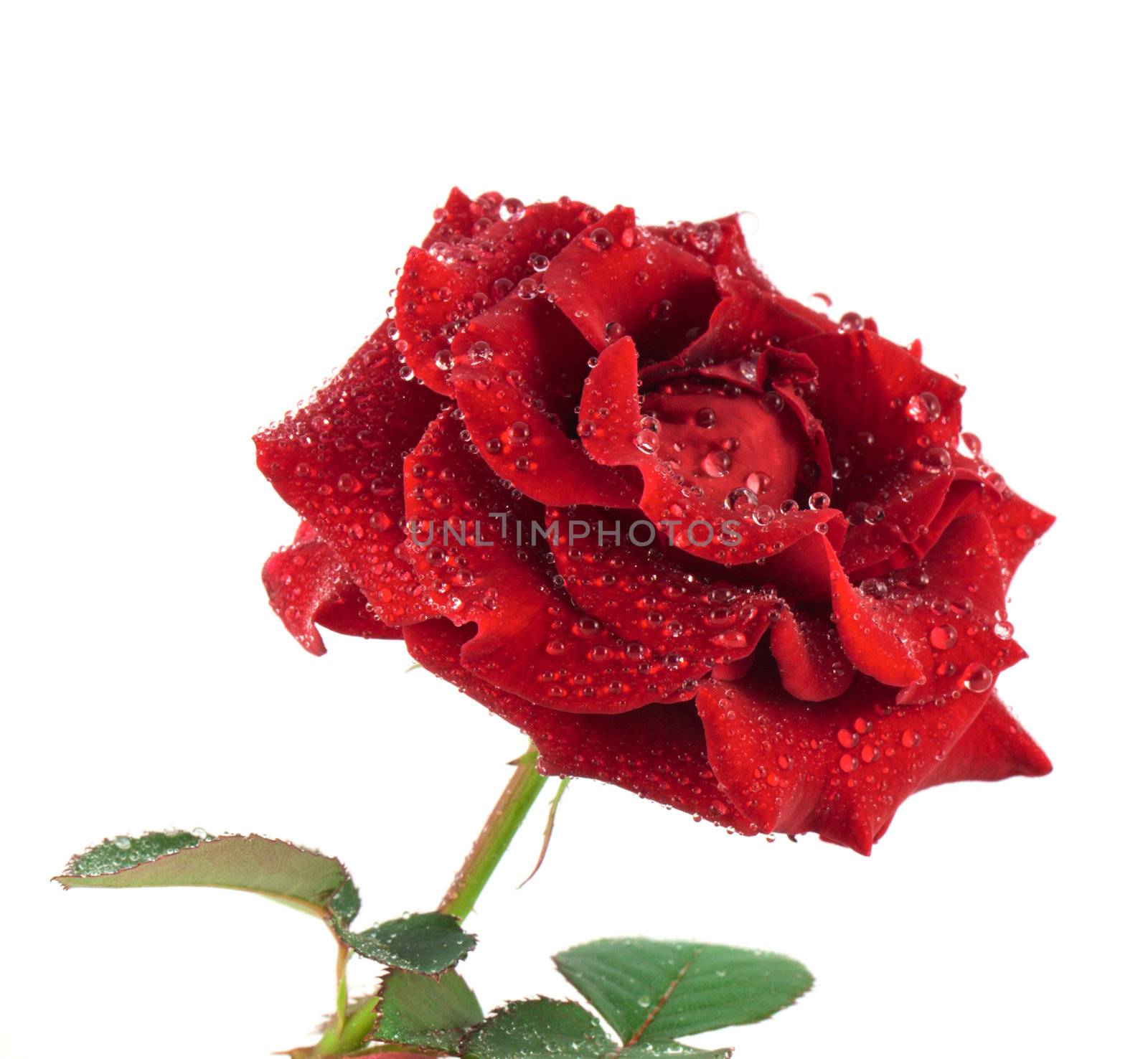 Red rose by vtorous
