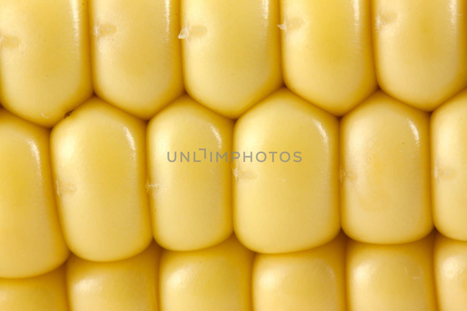 Yellow corn background