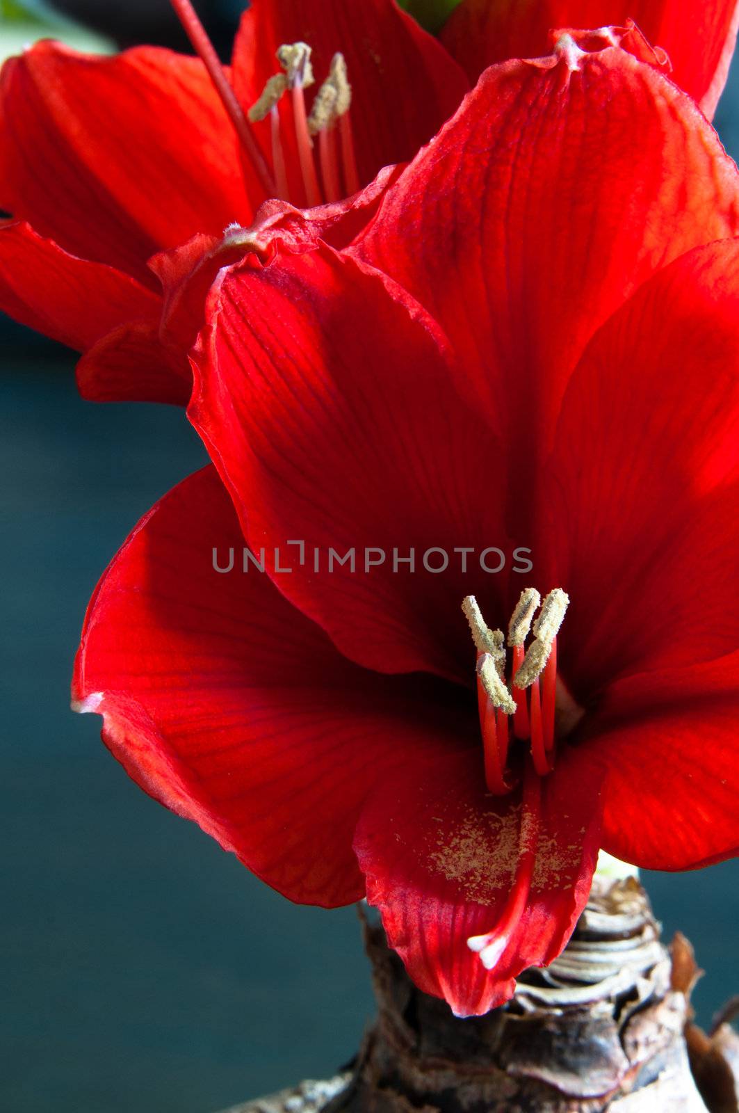 Close up of a red amaryllis on dark background