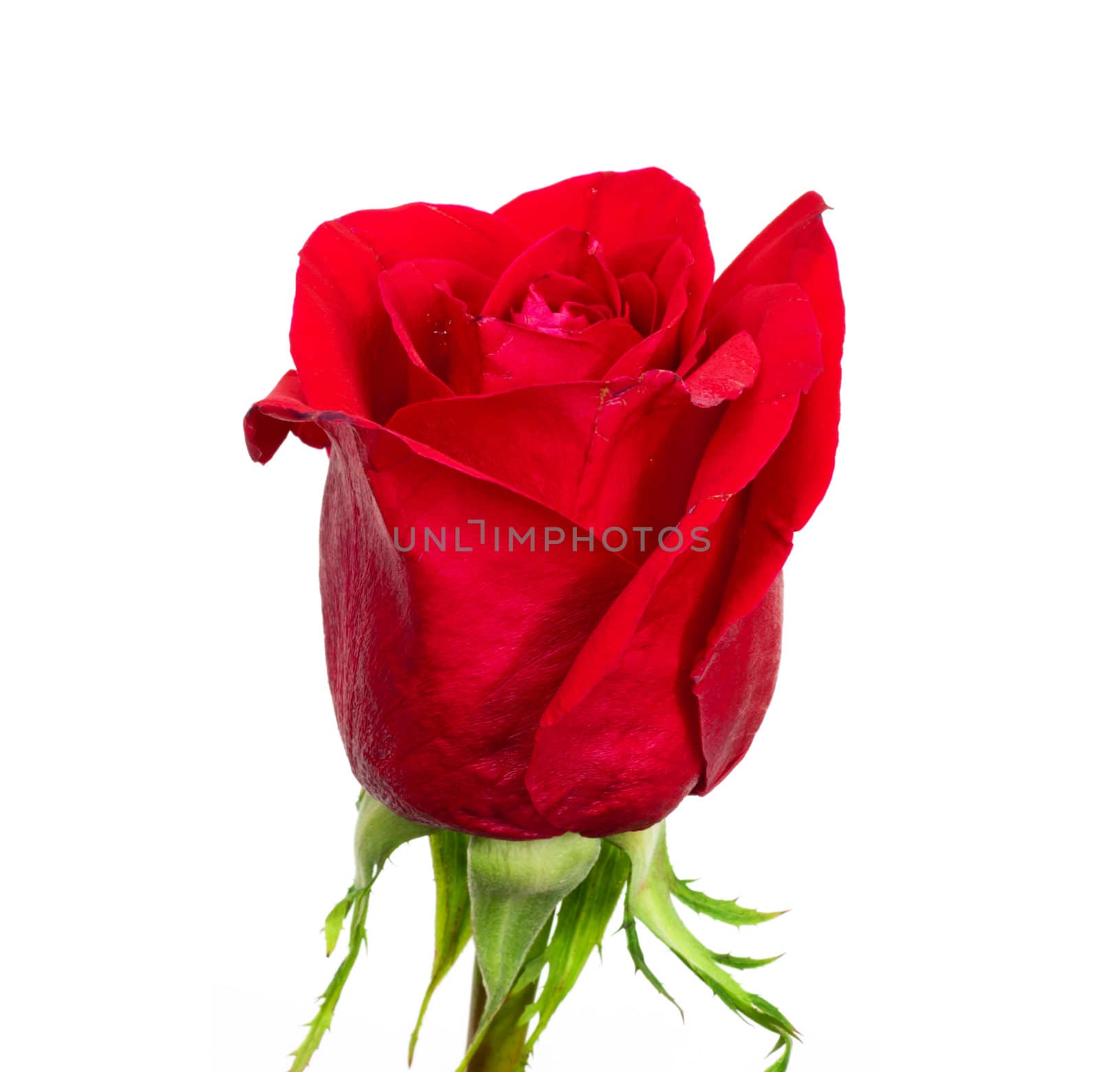 Red rose isolated on white background 