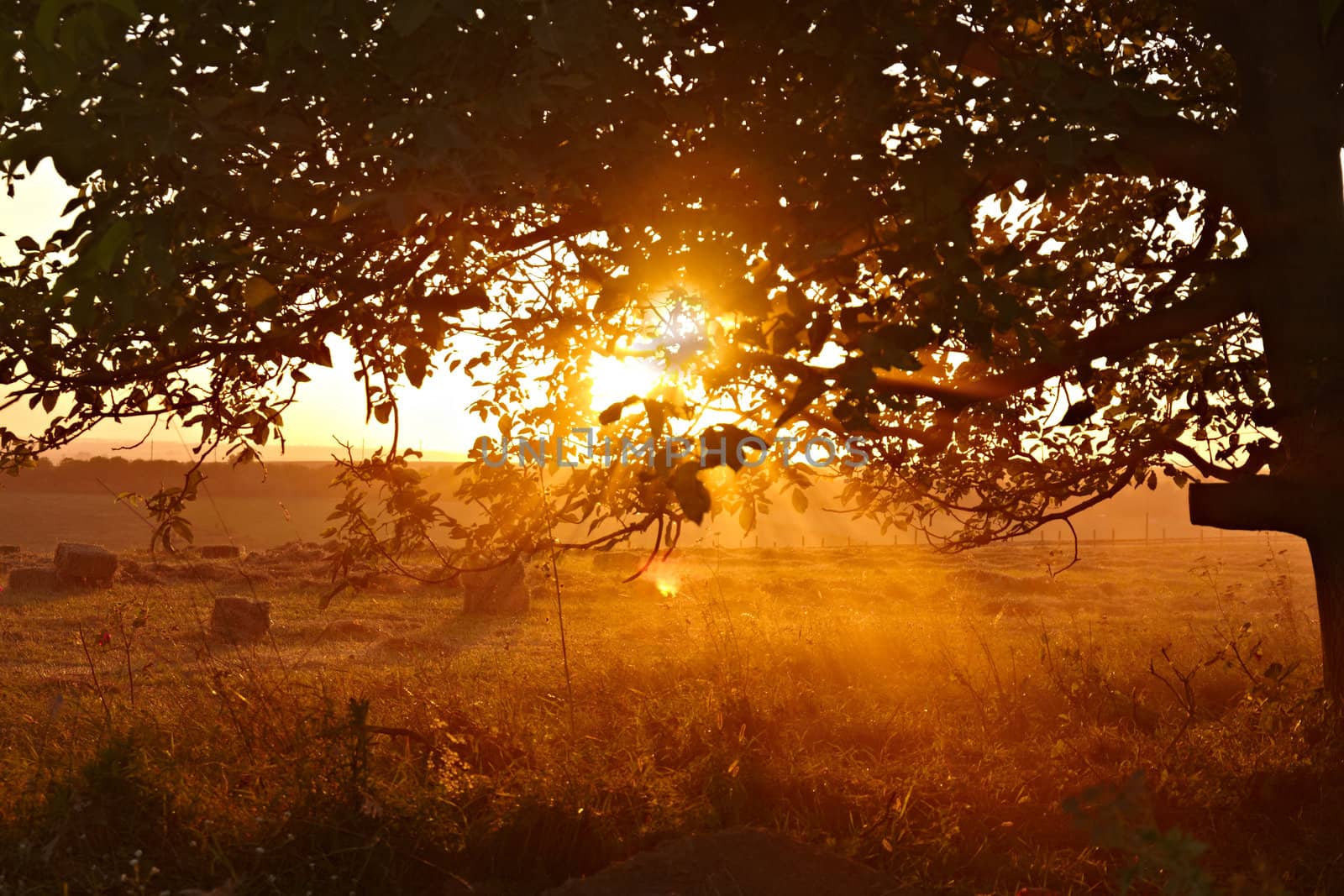 Beautiful sunset with tree in front