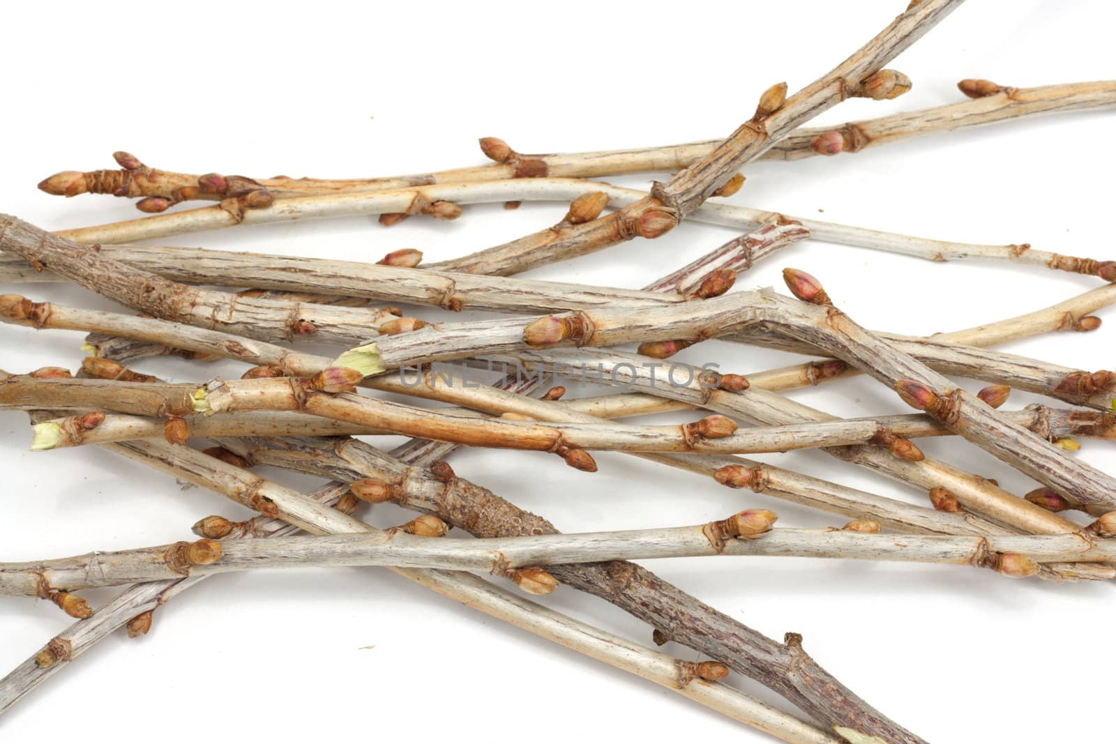 branches currant buds on a white background