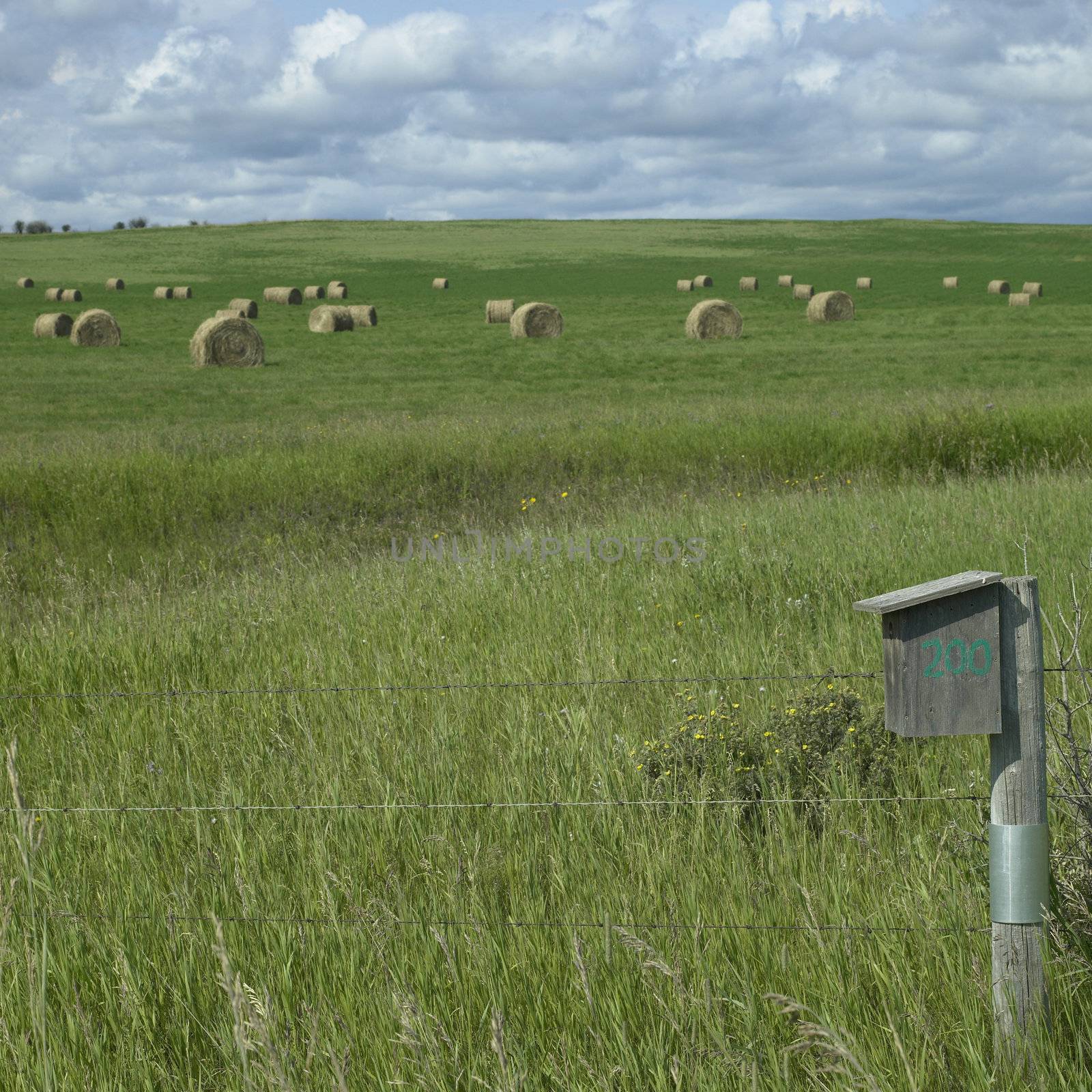 Bales of hay in a field