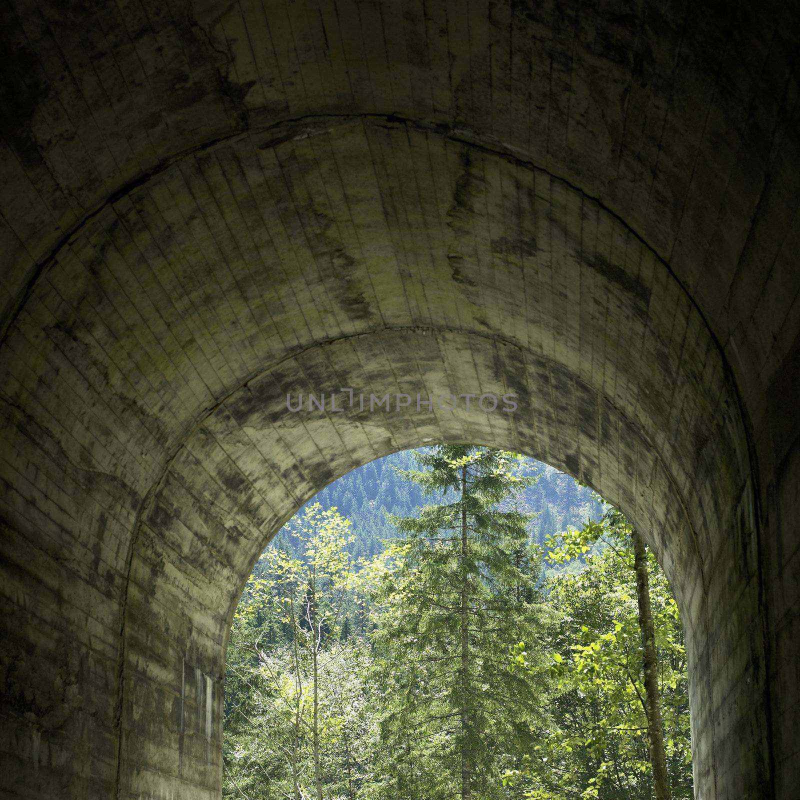 Forest viewed from a tunnel 