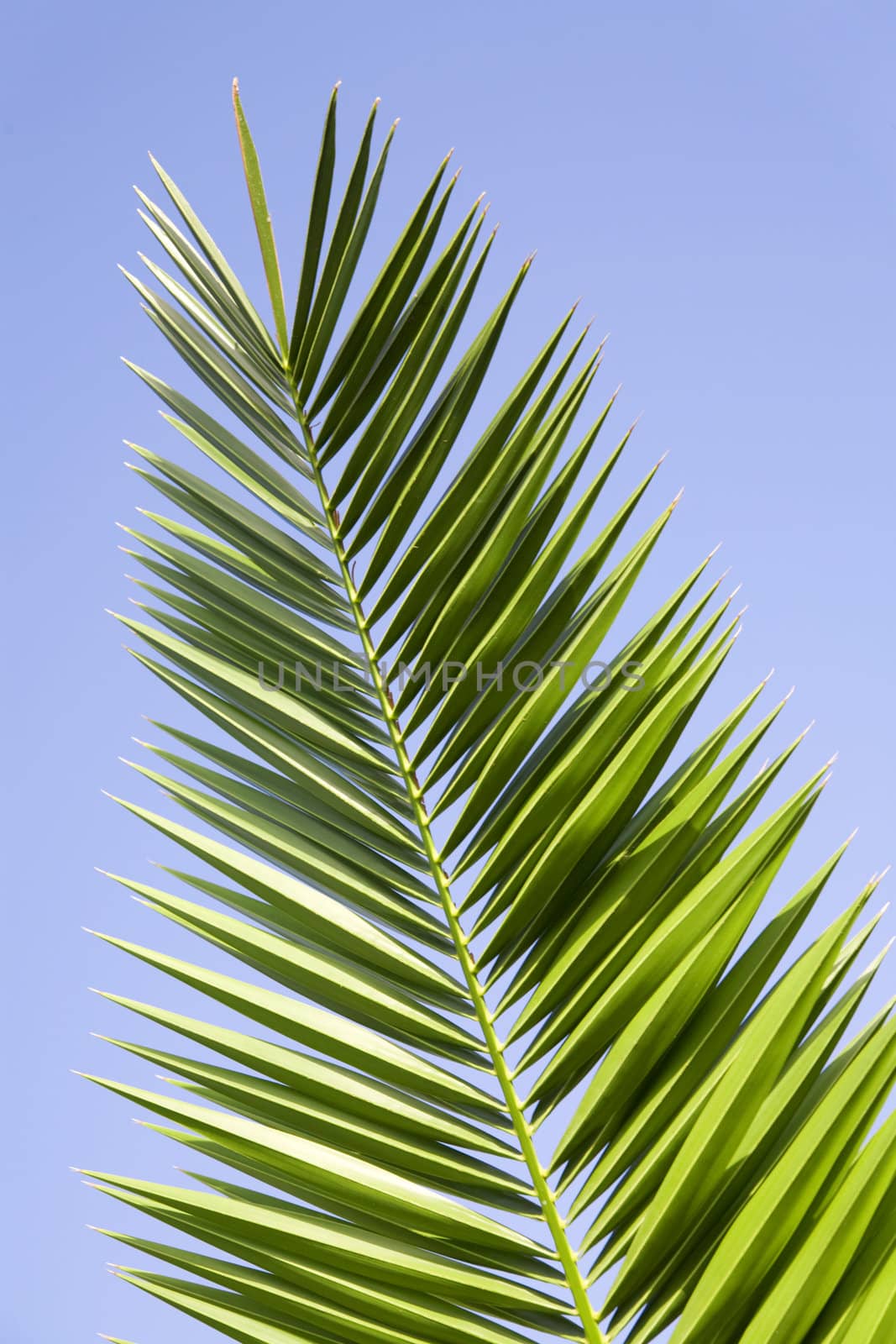 leaves of palm tree on a blue sky background