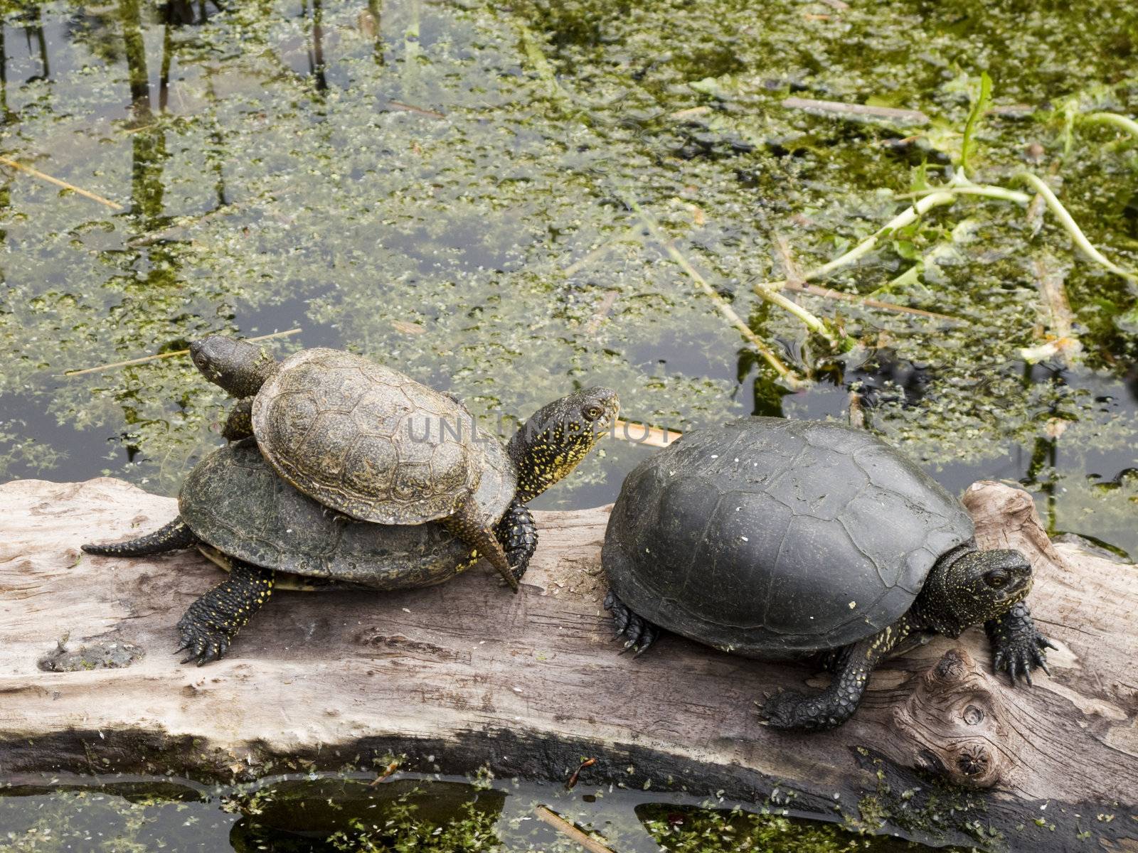 Turtles, European pond turtle, Emys orbicularis sitting on wood in a pond