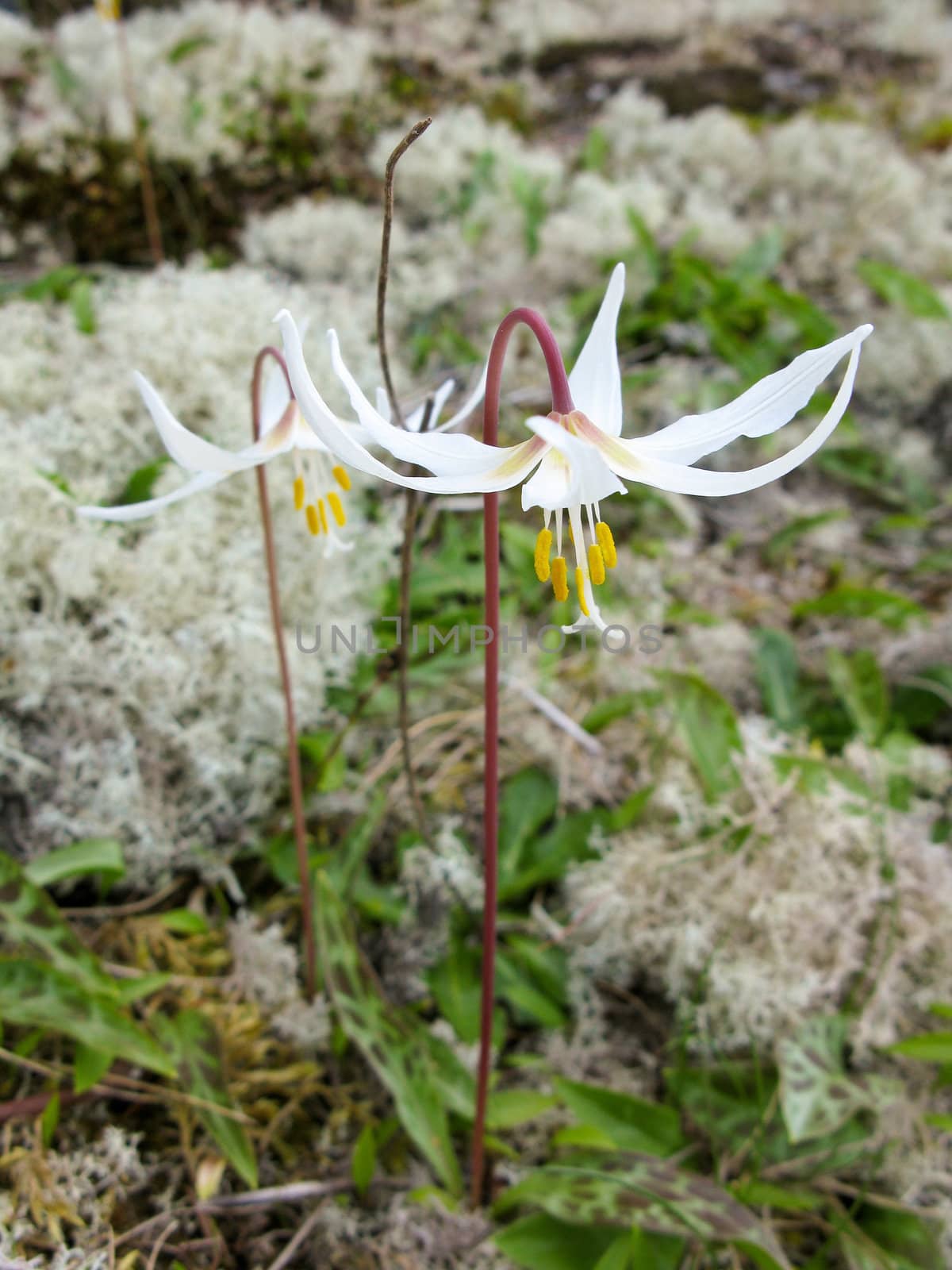 Erythronium, fawn-lily, trout-lily, dog's-tooth violet, adder's-tongue on forest floor