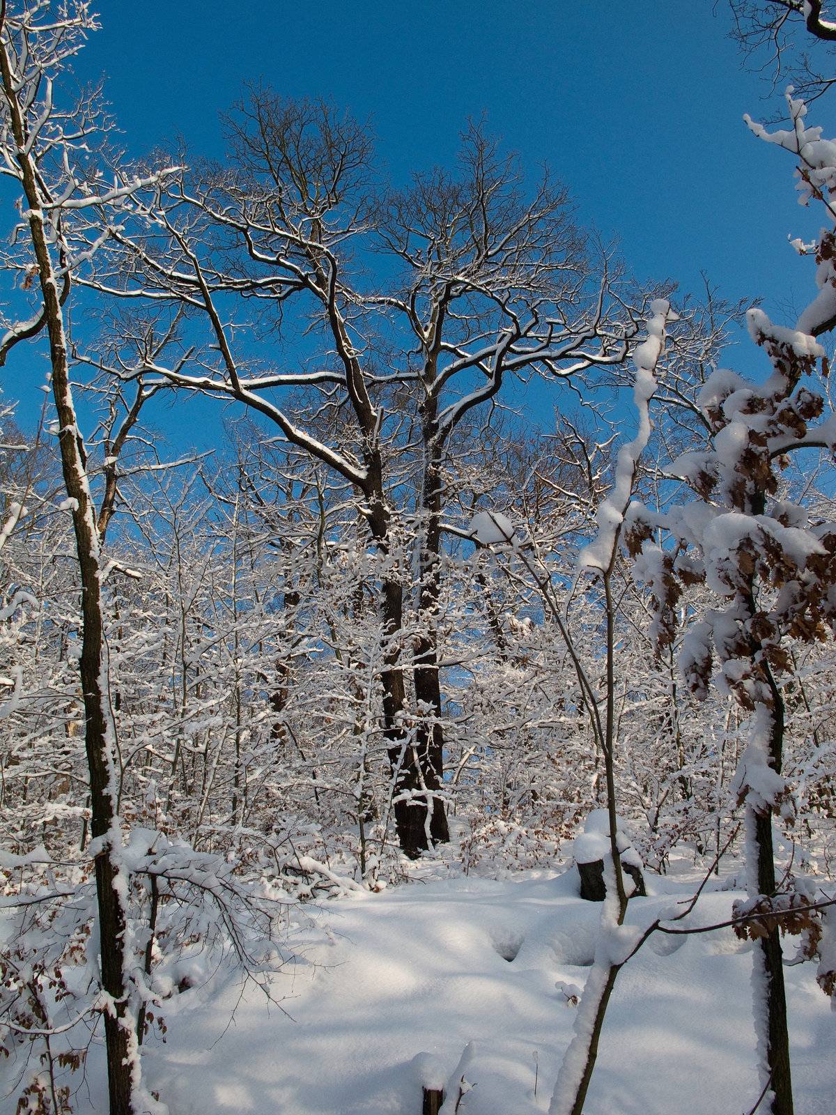 Deciduous forest in winter covered by snow with deep blue sky