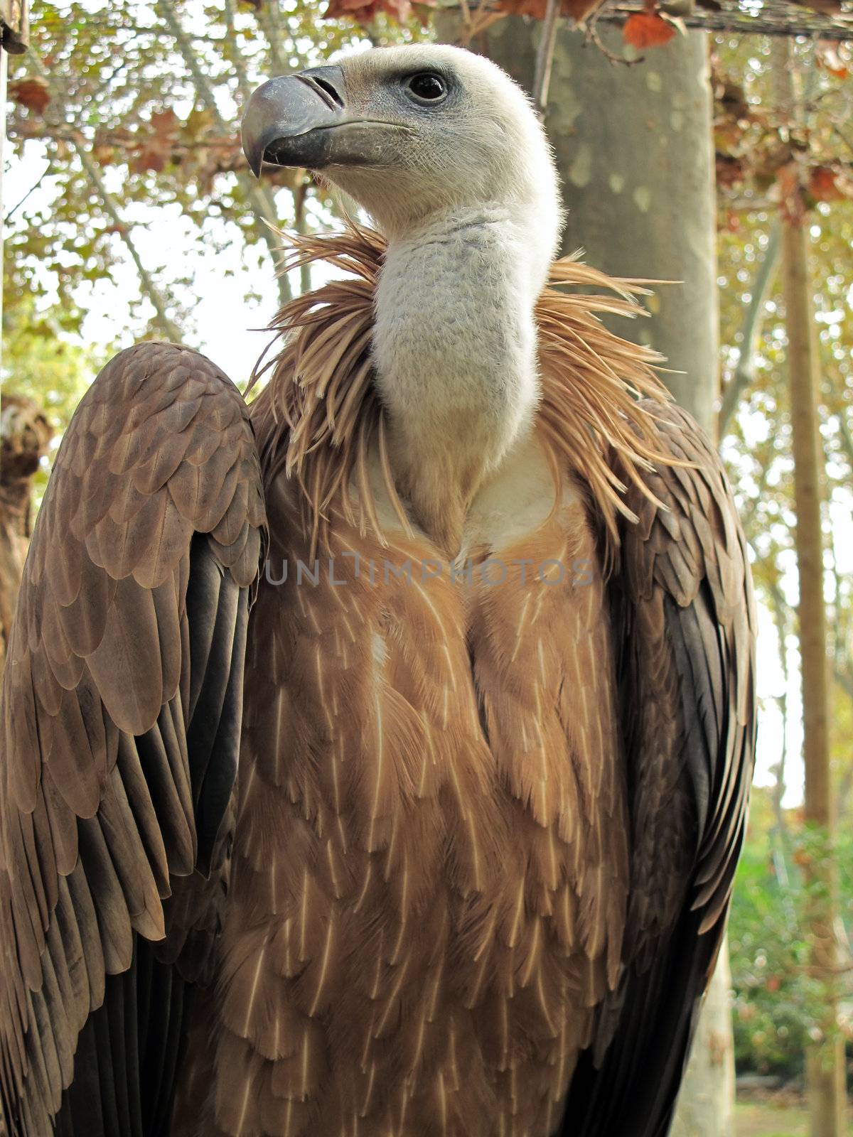half portrait of a griffon vulture, Gyps fulvus, taken in the zoo of barcelona