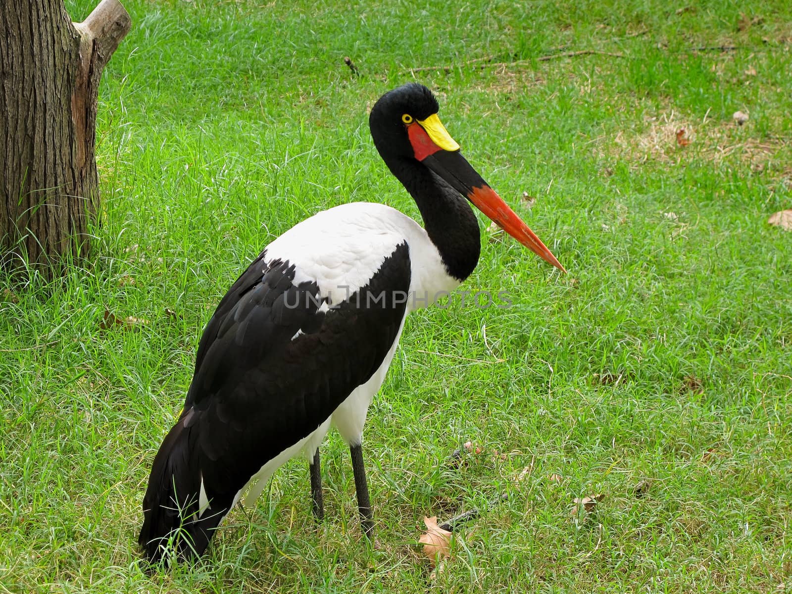 Saddle billed stork by Arrxxx