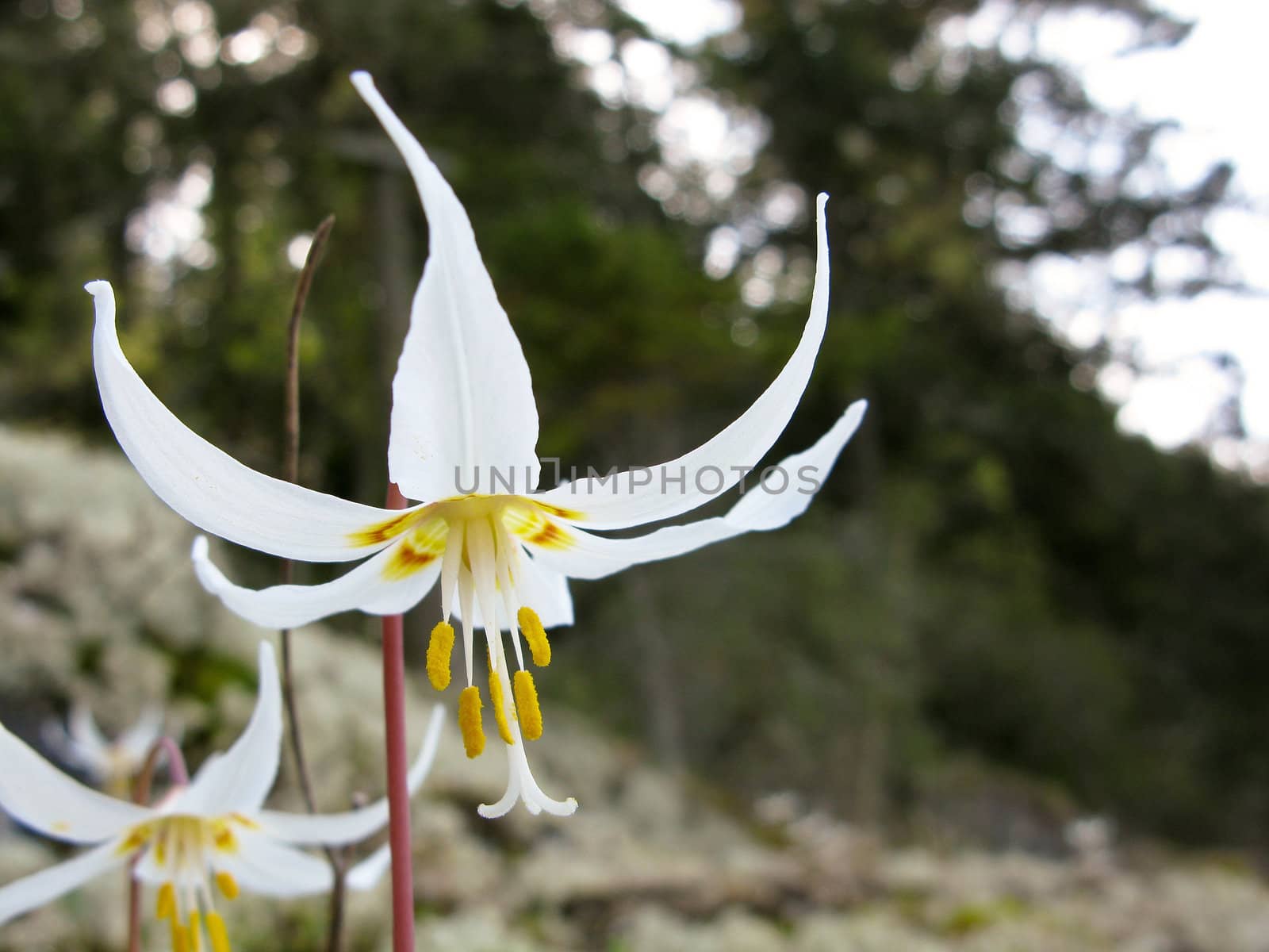 Erythronium, fawn-lily, trout-lily, dog's-tooth violet, adder's-tongue on forest floor