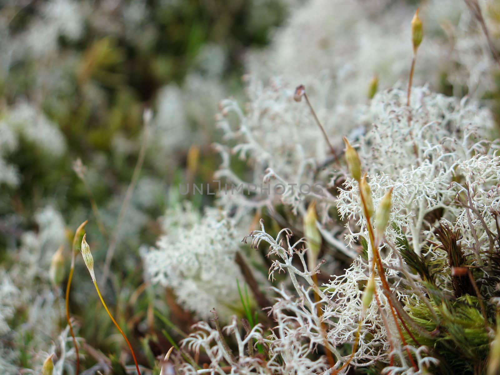 close up of Cladonia rangiferina, Reindeer lichen, Caribou moss) on the forest floor 