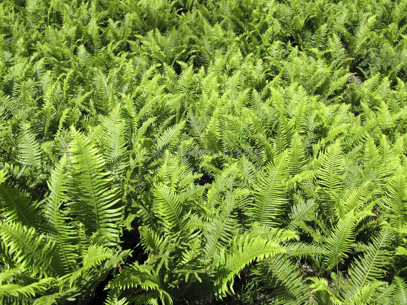 green fern leaves in the underwood of an eucalyptus forest in australia