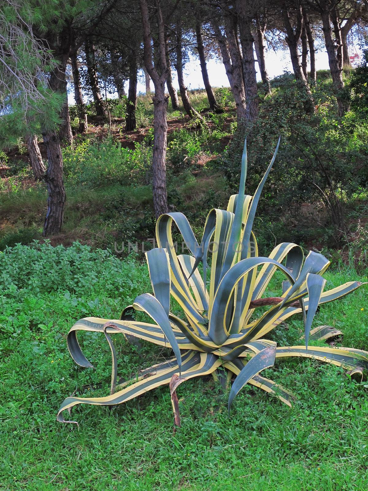 Agave americana as ornamental plant with trees in the background